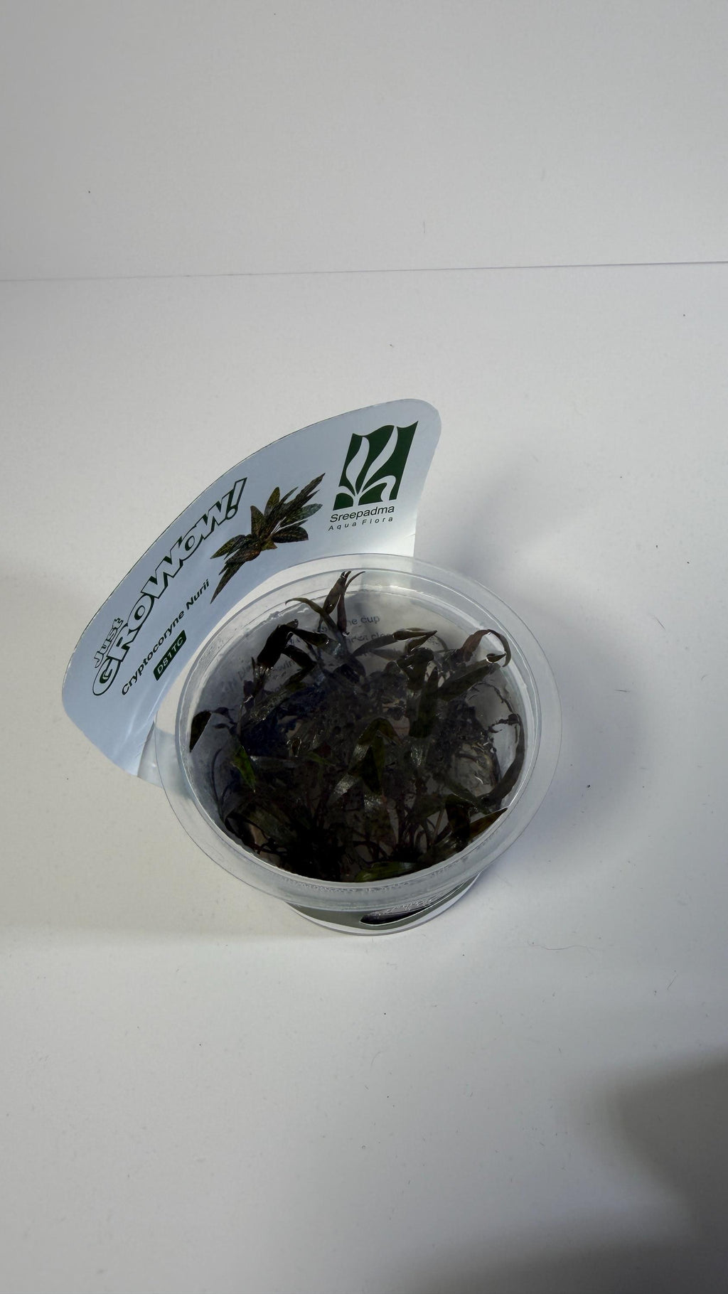 Cryptocoryne Nurii Tissue Culture | Rare Pattern Crypt Aquarium Plant | Low Light Foreground Midground Plant | Easy Aquascape Plant