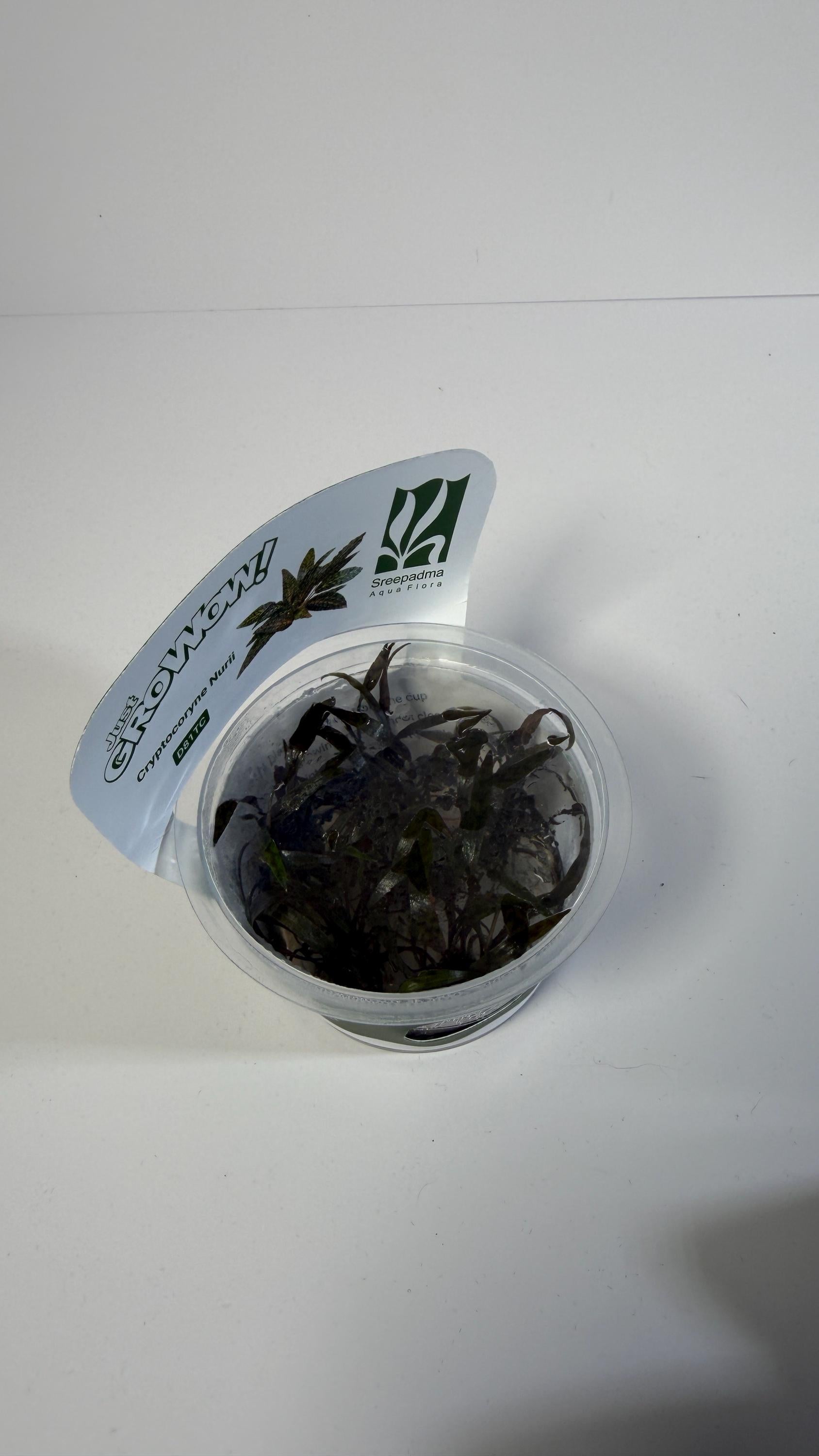 Cryptocoryne Nurii Tissue Culture | Rare Pattern Crypt Aquarium Plant | Low Light Foreground Midground Plant | Easy Aquascape Plant