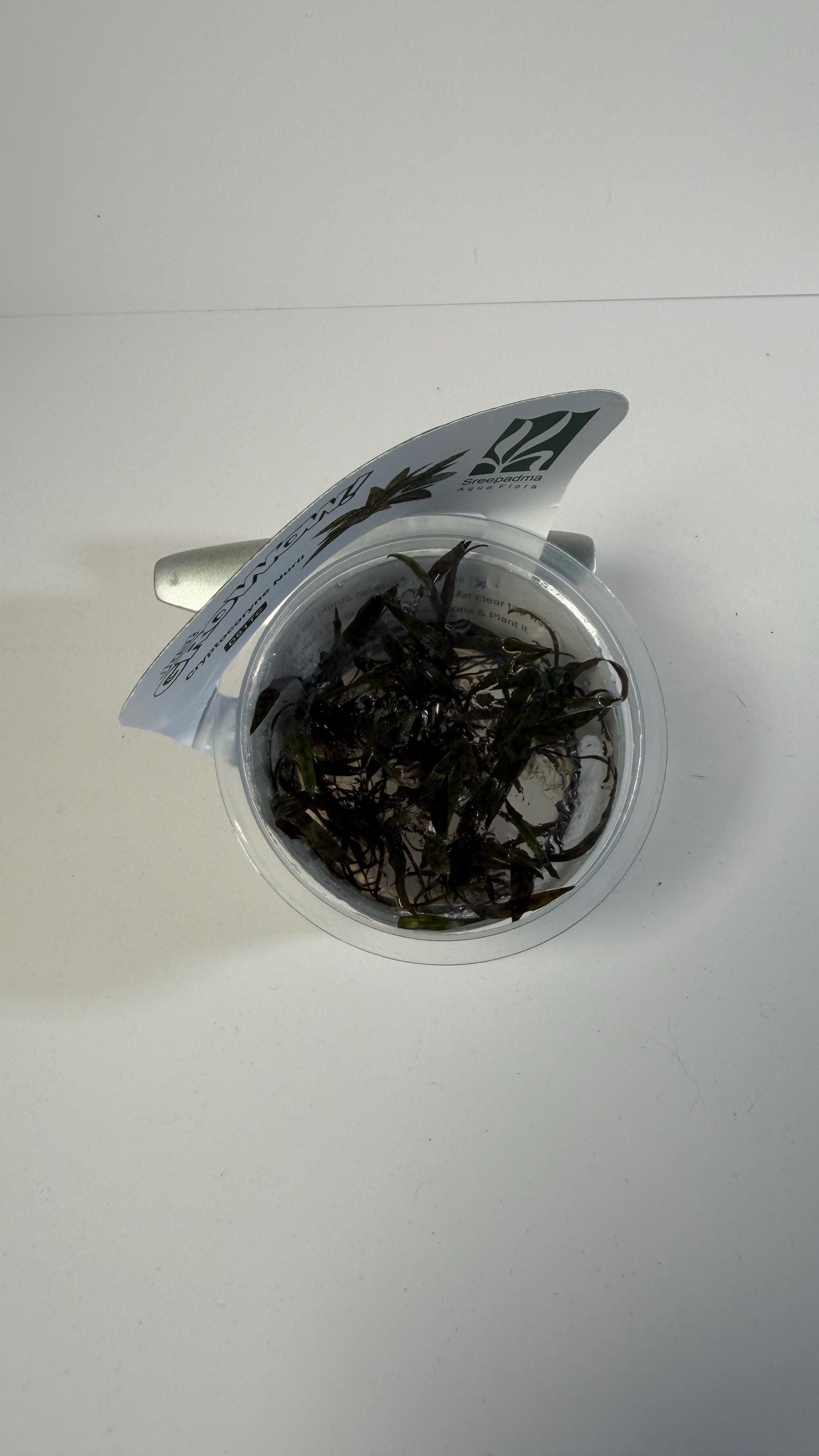 Cryptocoryne Nurii Tissue Culture | Rare Pattern Crypt Aquarium Plant | Low Light Foreground Midground Plant | Easy Aquascape Plant