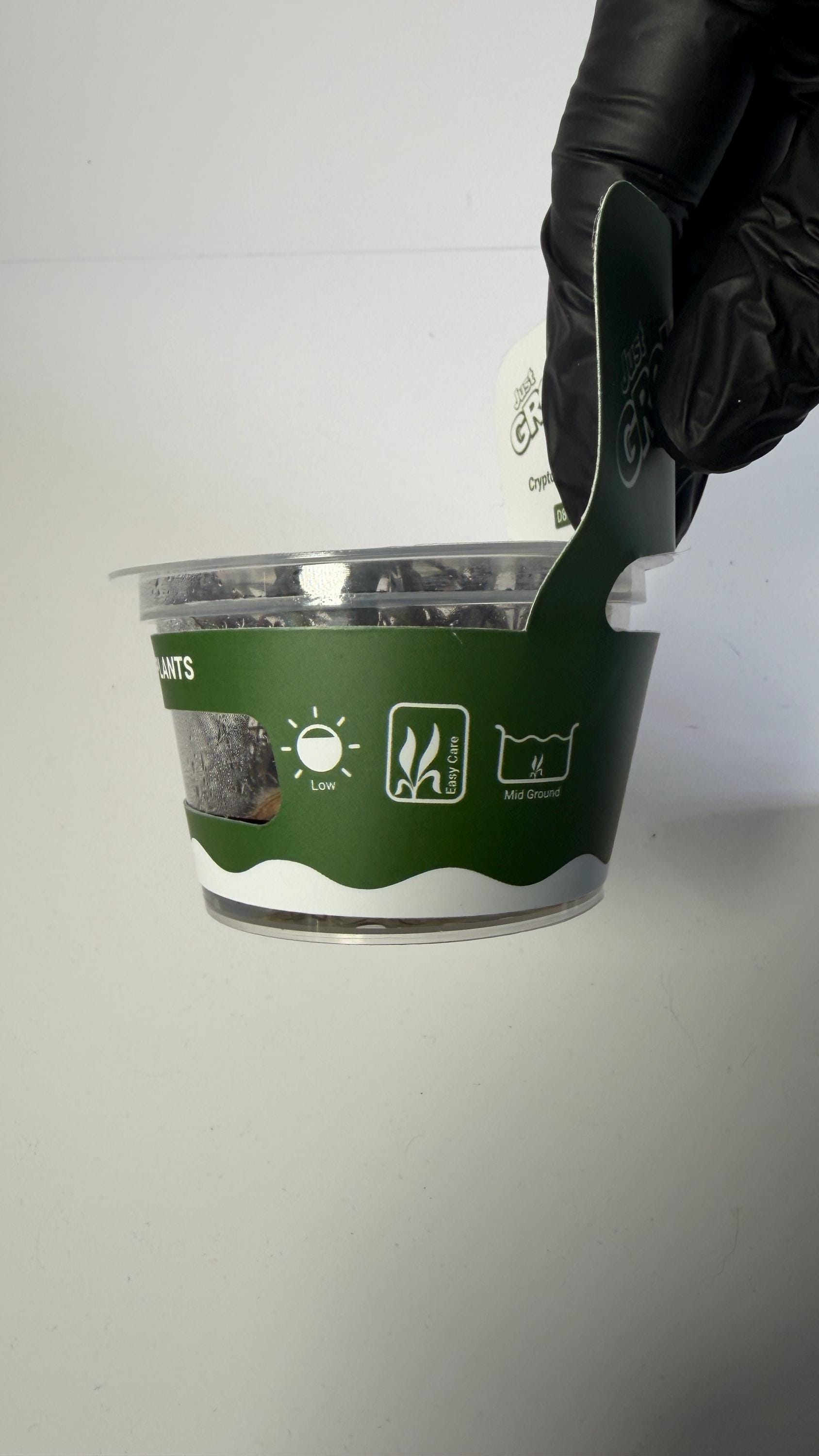 Cryptocoryne Nurii Tissue Culture | Rare Pattern Crypt Aquarium Plant | Low Light Foreground Midground Plant | Easy Aquascape Plant