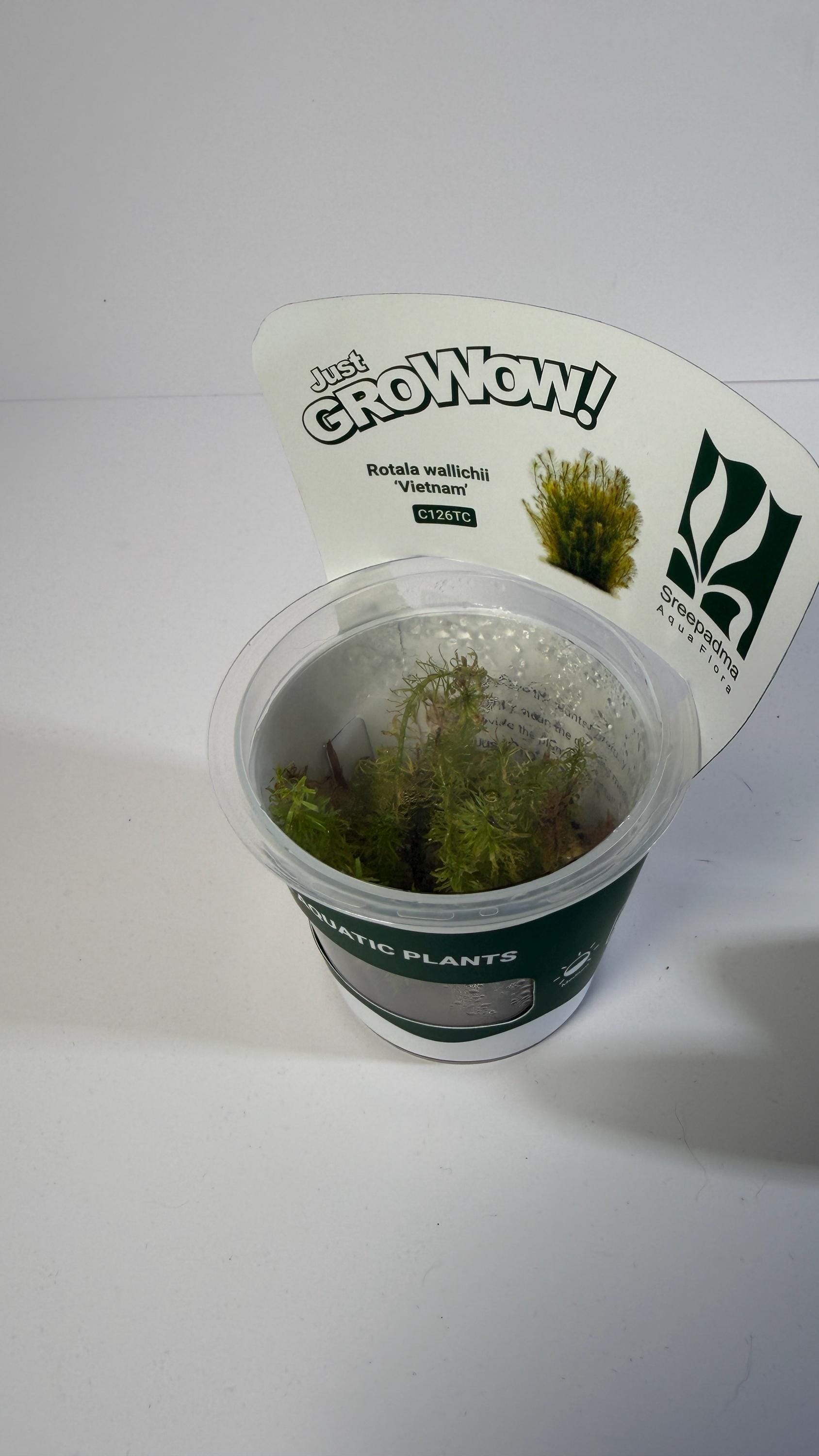 Rotala Wallichii Vietnam Tissue Culture | Fine Leaf Red Stem Aquarium Plant | Background High Light Aquascape Plant CO2 Recommended