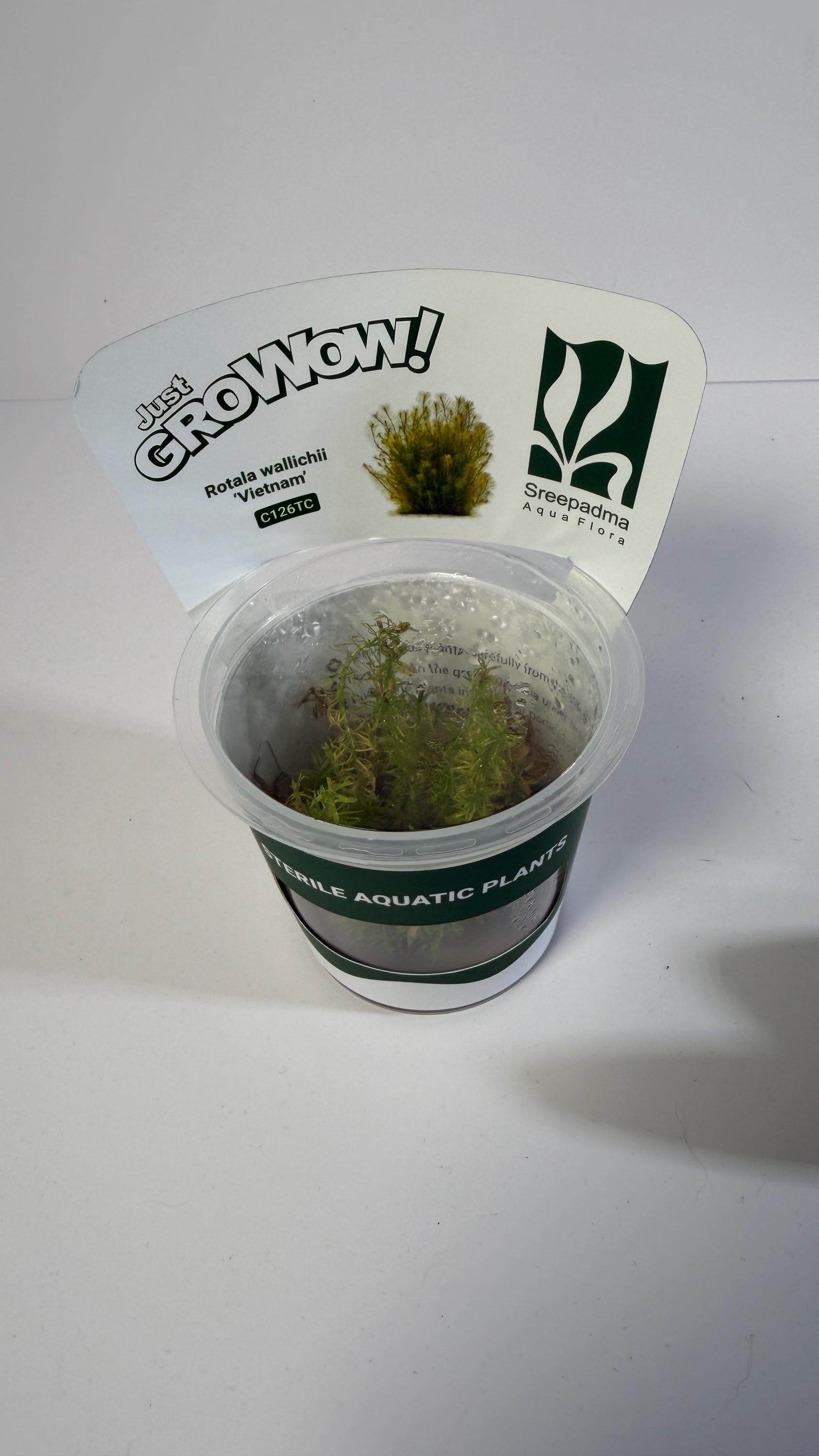 Rotala Wallichii Vietnam Tissue Culture | Fine Leaf Red Stem Aquarium Plant | Background High Light Aquascape Plant CO2 Recommended
