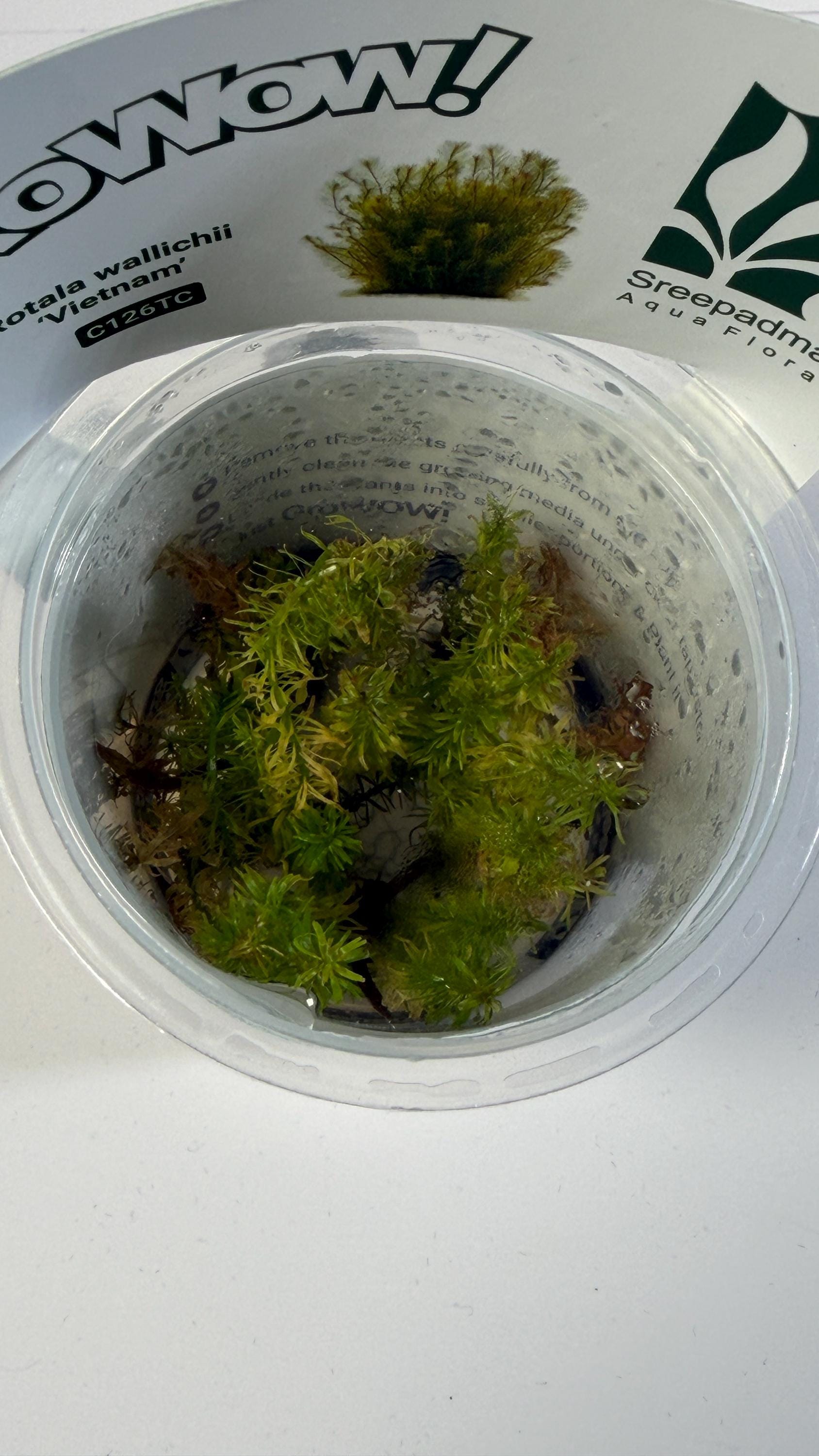 Rotala Wallichii Vietnam Tissue Culture | Fine Leaf Red Stem Aquarium Plant | Background High Light Aquascape Plant CO2 Recommended
