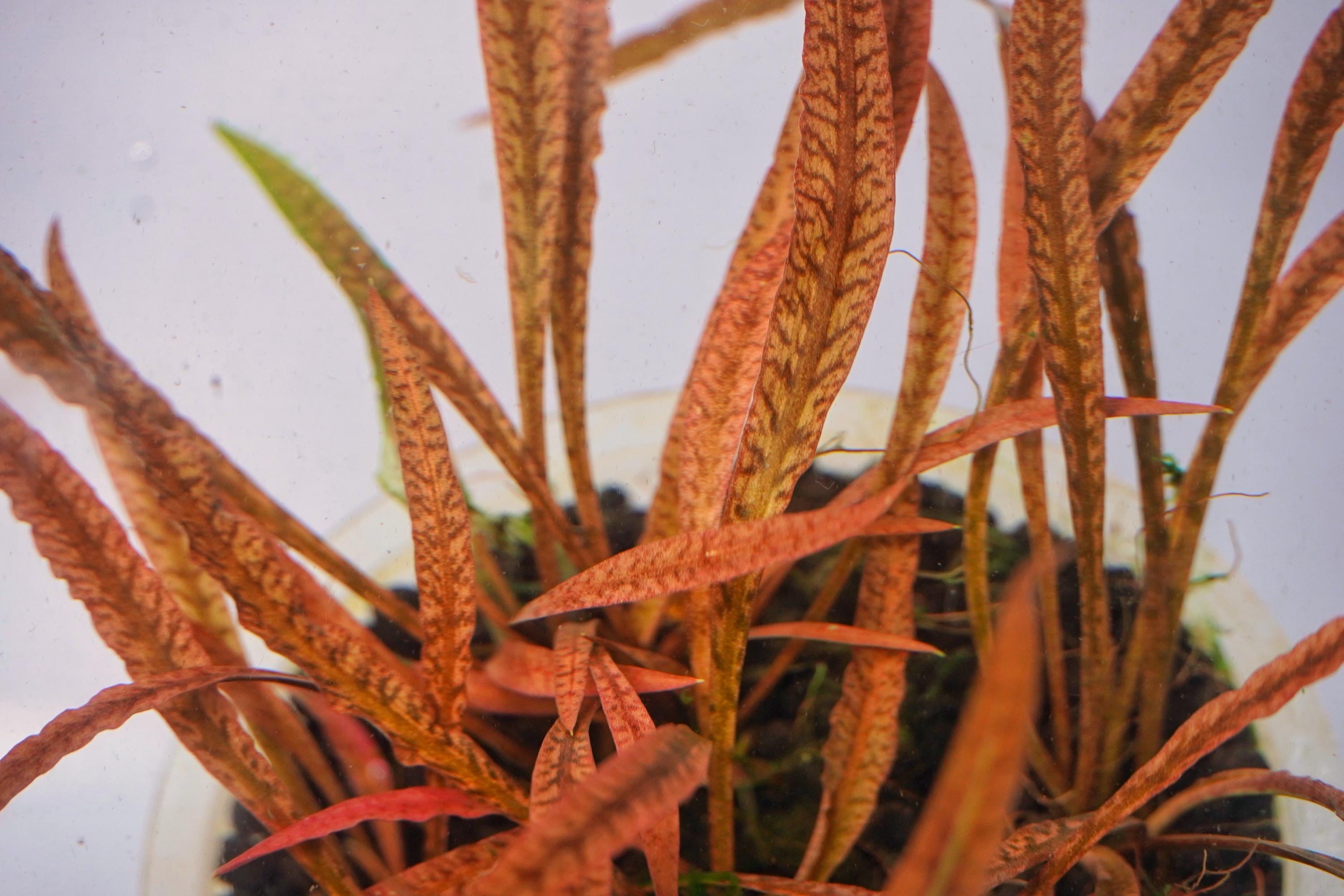 Cryptocoryne spiralis 'Tiger' – Tissue Culture Aquarium Plant | Midground | Live Aquascape Cup | MoarPlants