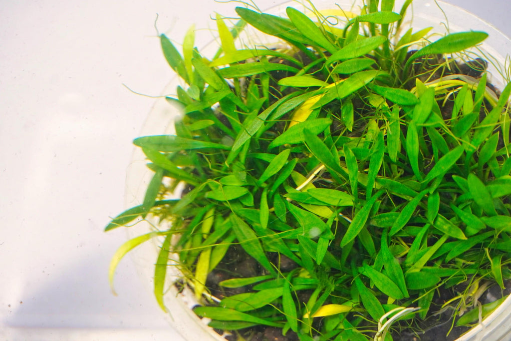 parva grown under water with low light