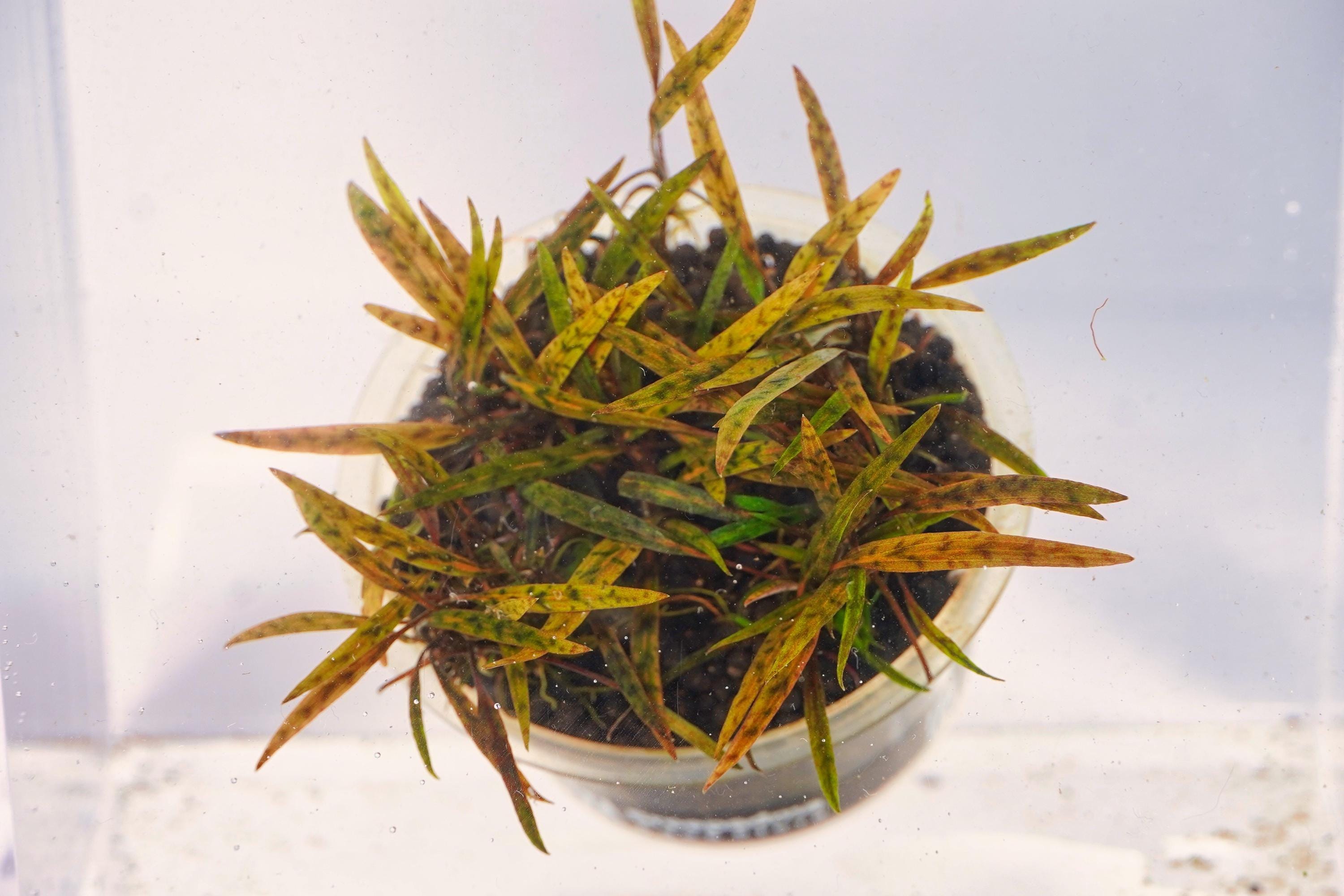 grown underwater with low light, not mature plant. leaves get much bigger when matured