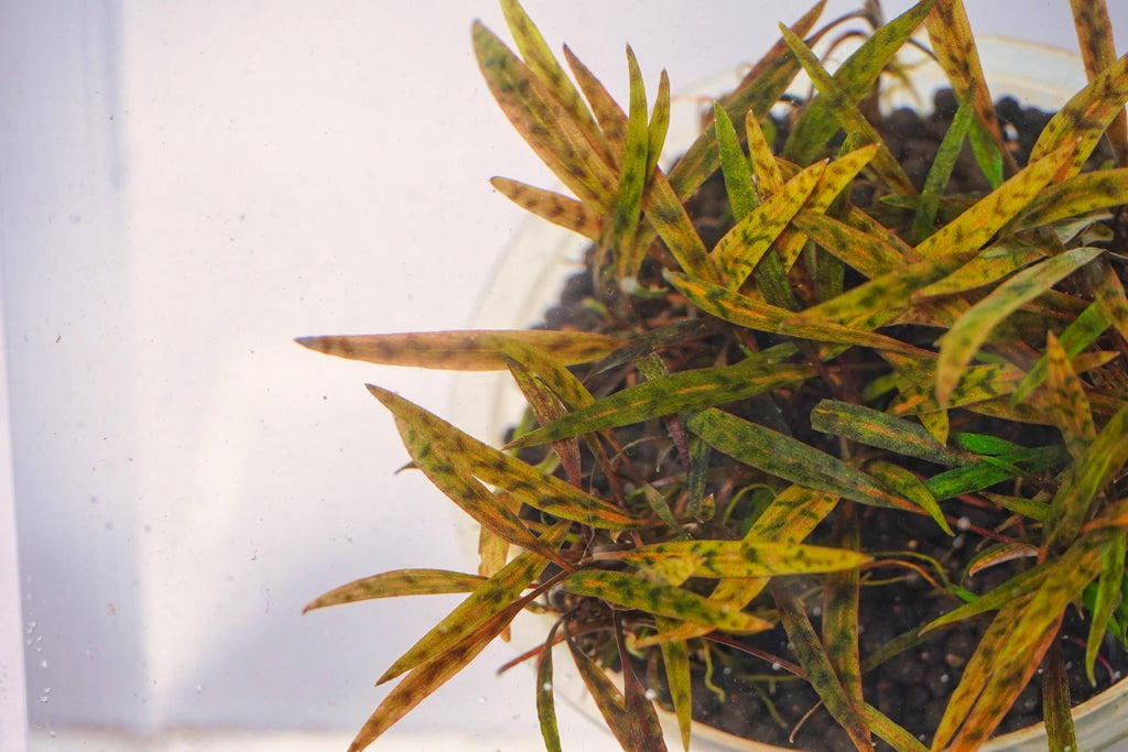 Cryptocoryne Nurii Tissue Culture | Rare Pattern Crypt Aquarium Plant | Low Light Foreground Midground Plant | Easy Aquascape Plant
