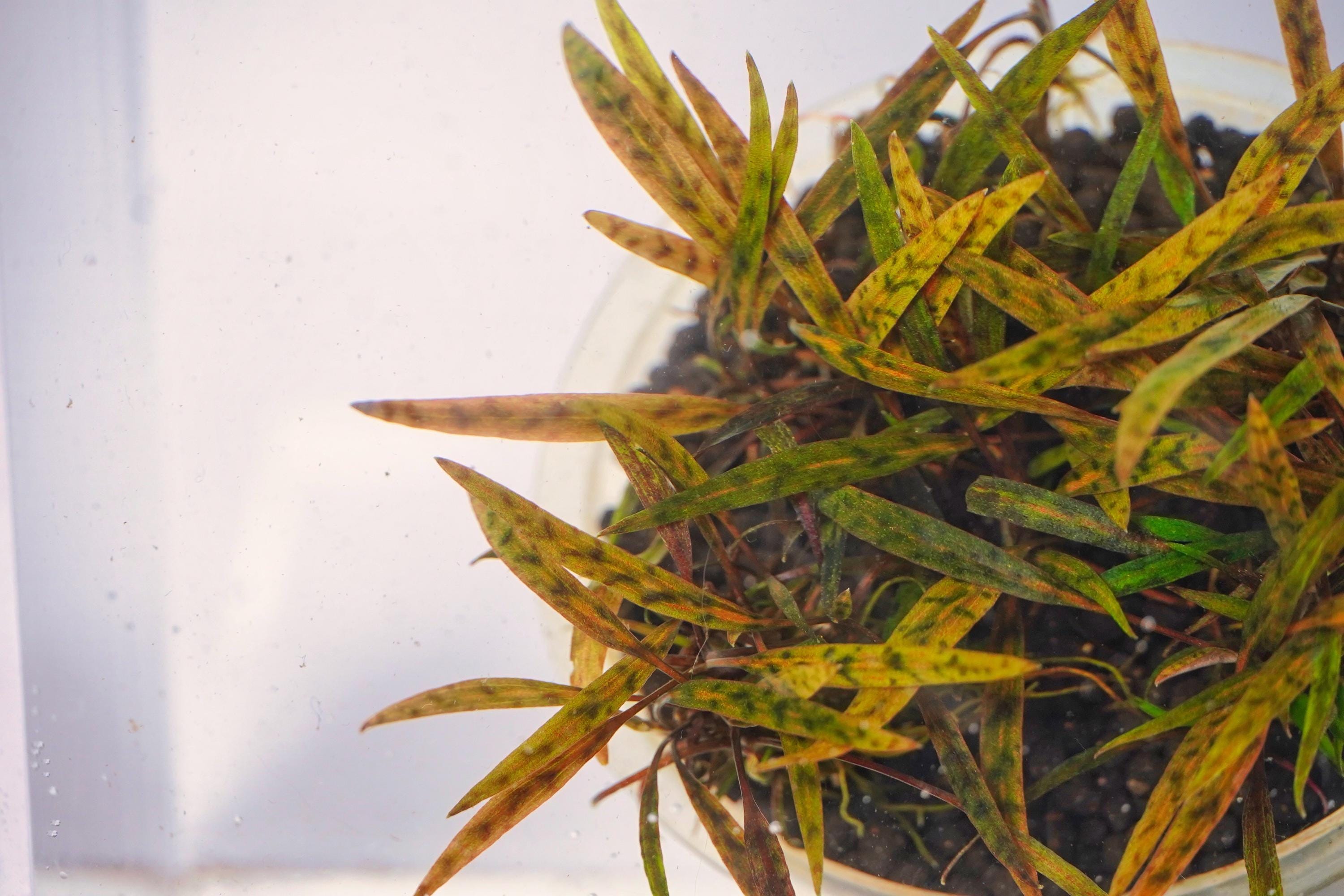 Cryptocoryne Nurii Tissue Culture | Rare Pattern Crypt Aquarium Plant | Low Light Foreground Midground Plant | Easy Aquascape Plant