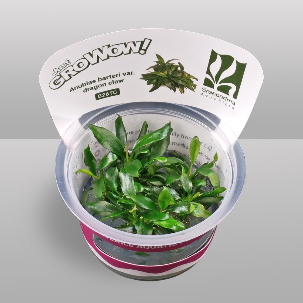 Anubias barteri var. Dragon Claw - Tissue Culture Aquarium Plant | Epiphyte | Live Aquascape Cup | MoarPlants