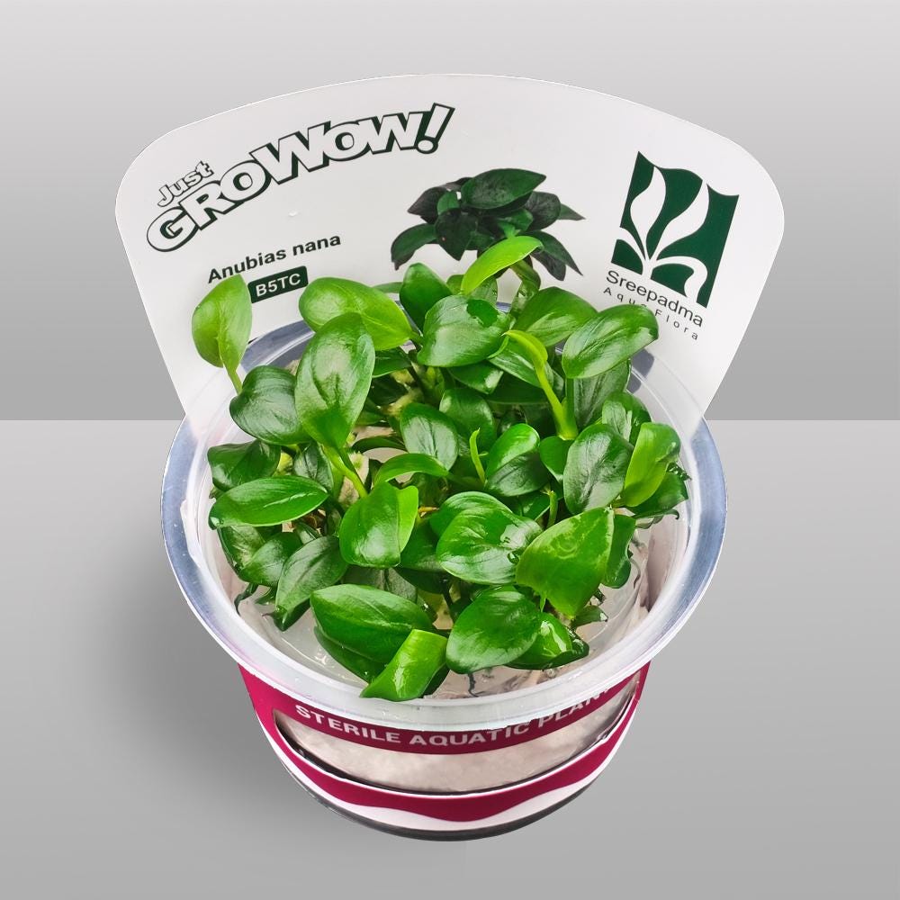 Anubias Nana Tissue Culture | Easy Low Light Aquarium Plant | Foreground Epiphyte for Driftwood Rock | Beginner Aquascape Plant