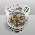 Cryptocoryne Nurii Tissue Culture | Rare Pattern Crypt Aquarium Plant | Low Light Foreground Midground Plant | Easy Aquascape Plant