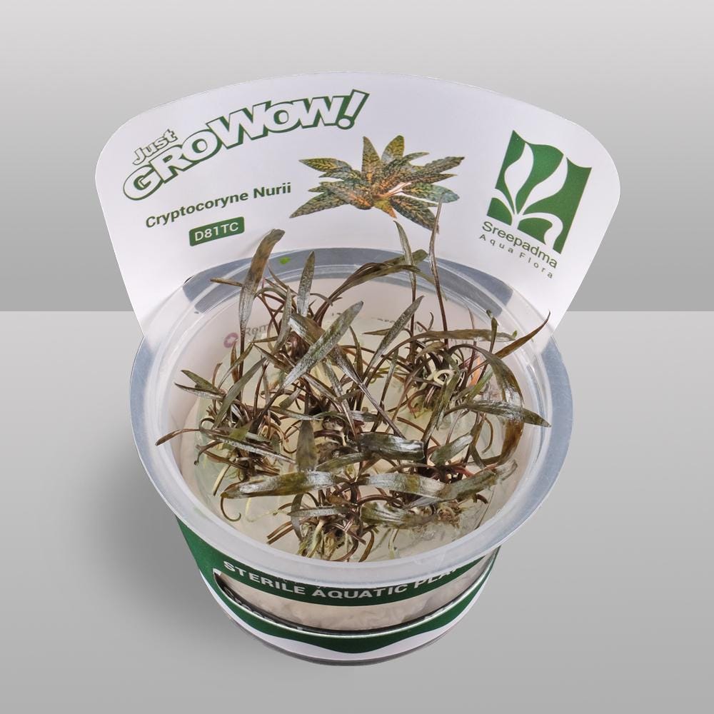 Cryptocoryne Nurii Tissue Culture | Rare Pattern Crypt Aquarium Plant | Low Light Foreground Midground Plant | Easy Aquascape Plant