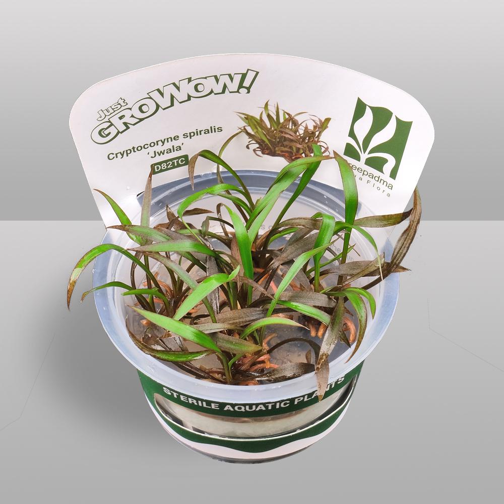 Cryptocoryne Jwala Tissue Culture | Red Spiral Crypt | Midground Background Low Light Plant | Easy Aquascape Plant