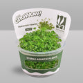 Hydrocotyle Tripartita Tissue Culture | Fast Growing Carpet Aquarium Plant | Foreground Creeping Plant Low Light Aquascape Plant