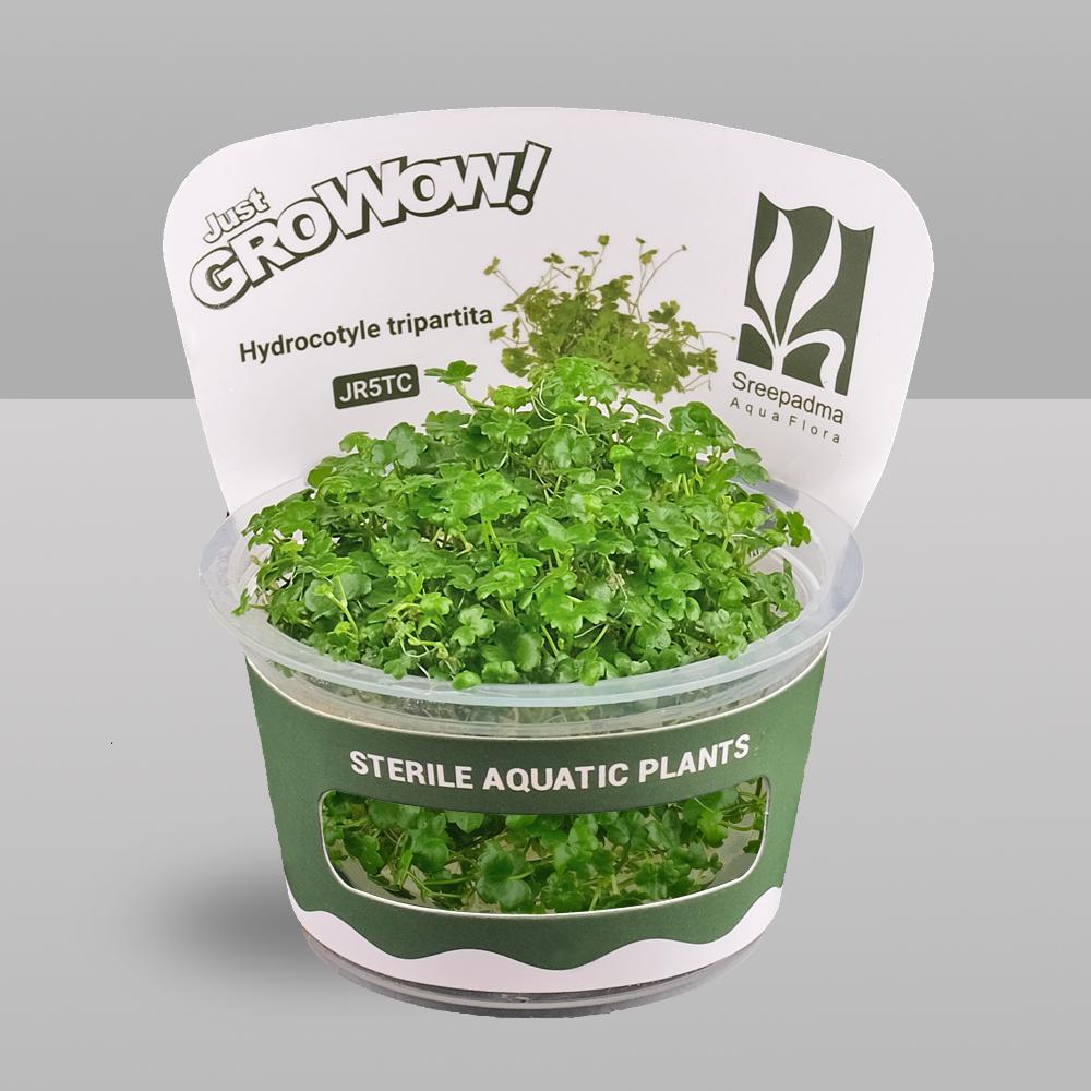 Hydrocotyle Tripartita Tissue Culture | Fast Growing Carpet Aquarium Plant | Foreground Creeping Plant Low Light Aquascape Plant