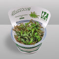 Hygrophila Pinnatifida UK Tissue Culture | Easy Aquarium Plant | Midground Background Stem or Epiphyte | Live Plant