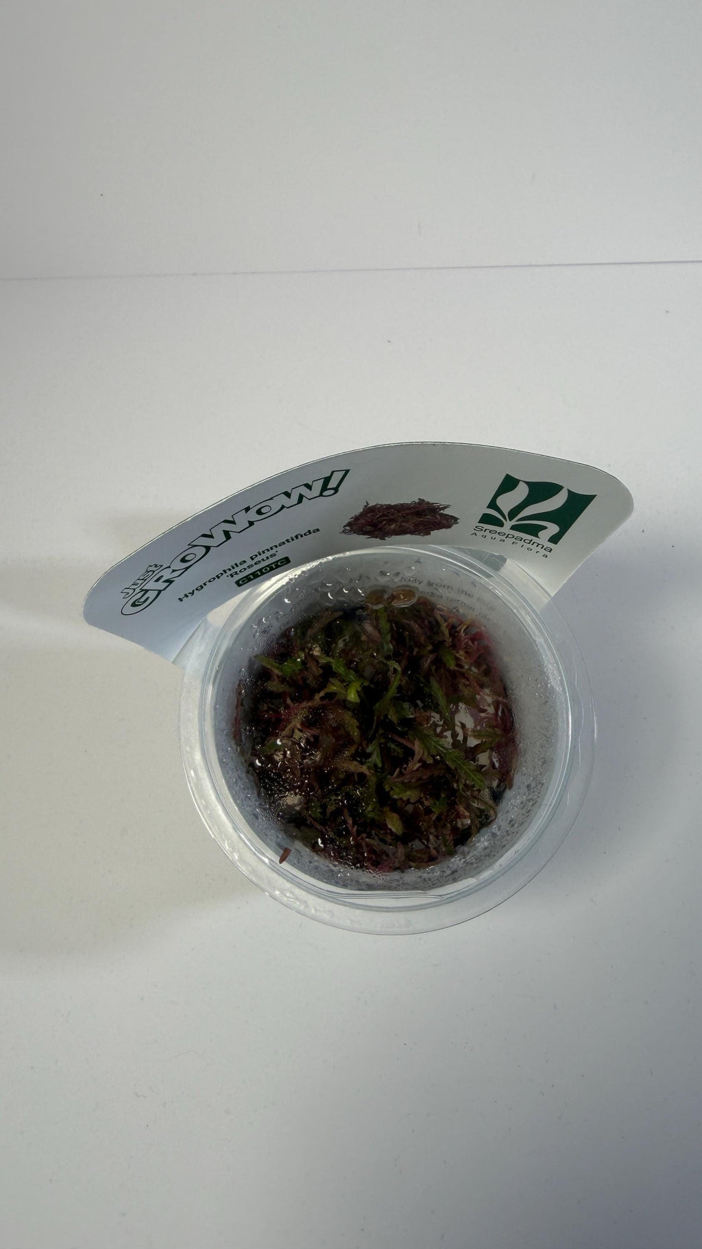 Hygrophila Pinnatifida Roseus Tissue Culture | Rare Pink Aquarium Plant | Midground Background Stem Plant | Aquascape