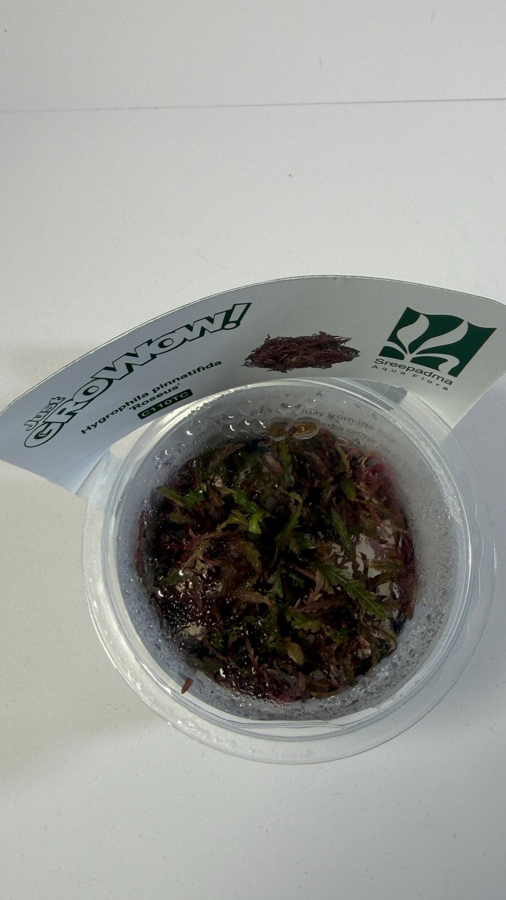 Hygrophila Pinnatifida Roseus Tissue Culture | Rare Pink Aquarium Plant | Midground Background Stem Plant | Aquascape