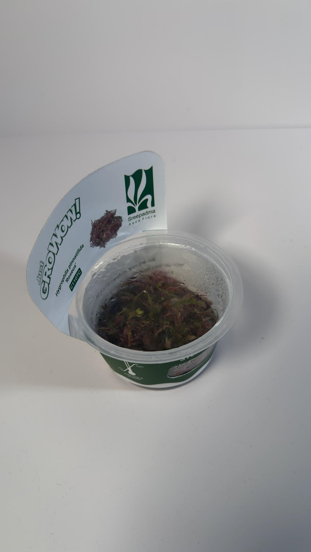 Hygrophila Pinnatifida Roseus Tissue Culture | Rare Pink Aquarium Plant | Midground Background Stem Plant | Aquascape