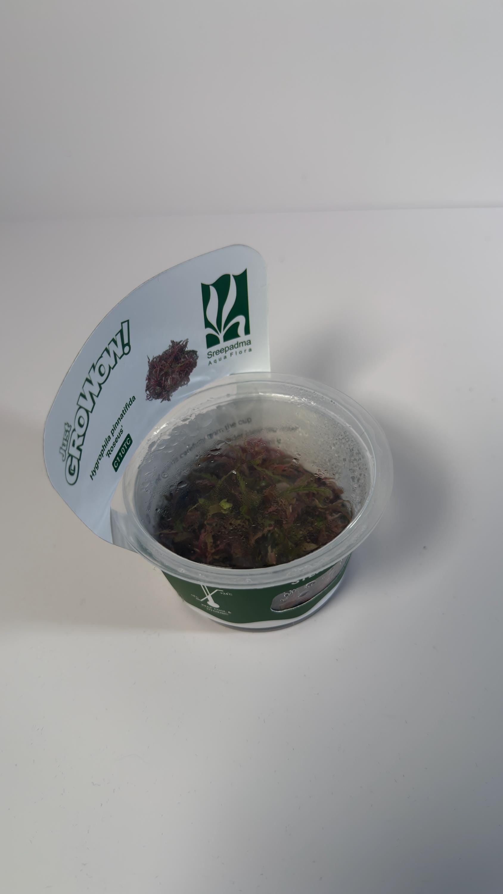 Hygrophila Pinnatifida Roseus Tissue Culture | Rare Pink Aquarium Plant | Midground Background Stem Plant | Aquascape