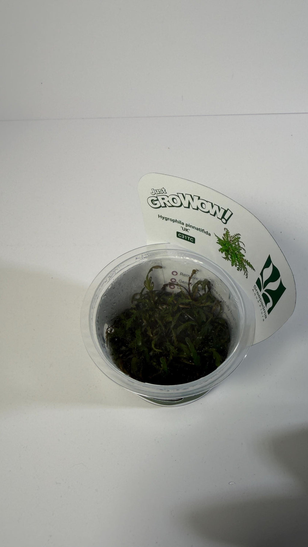 Hygrophila Pinnatifida UK Tissue Culture | Easy Aquarium Plant | Midground Background Stem or Epiphyte | Live Plant