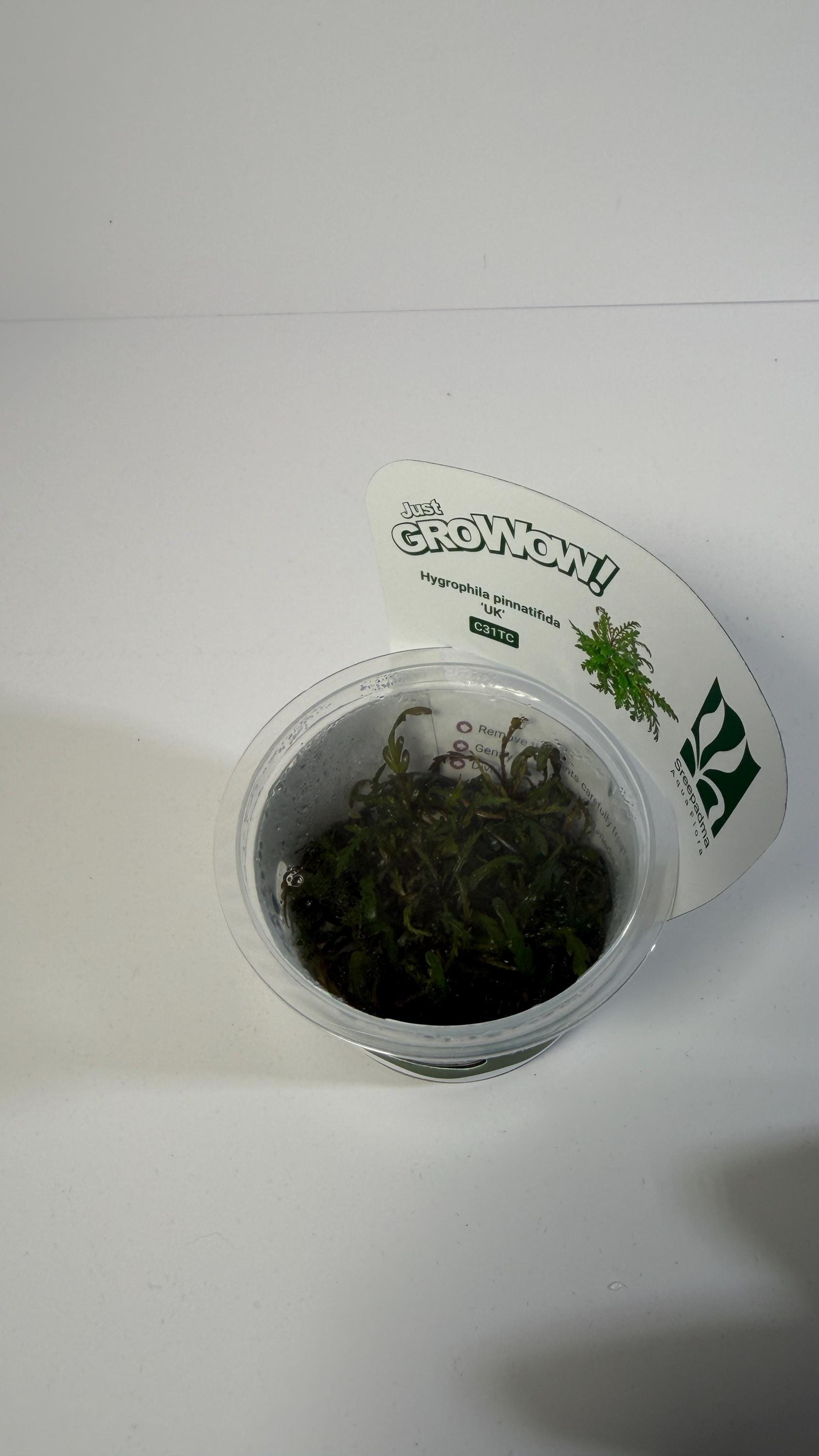 Hygrophila Pinnatifida UK Tissue Culture | Easy Aquarium Plant | Midground Background Stem or Epiphyte | Live Plant