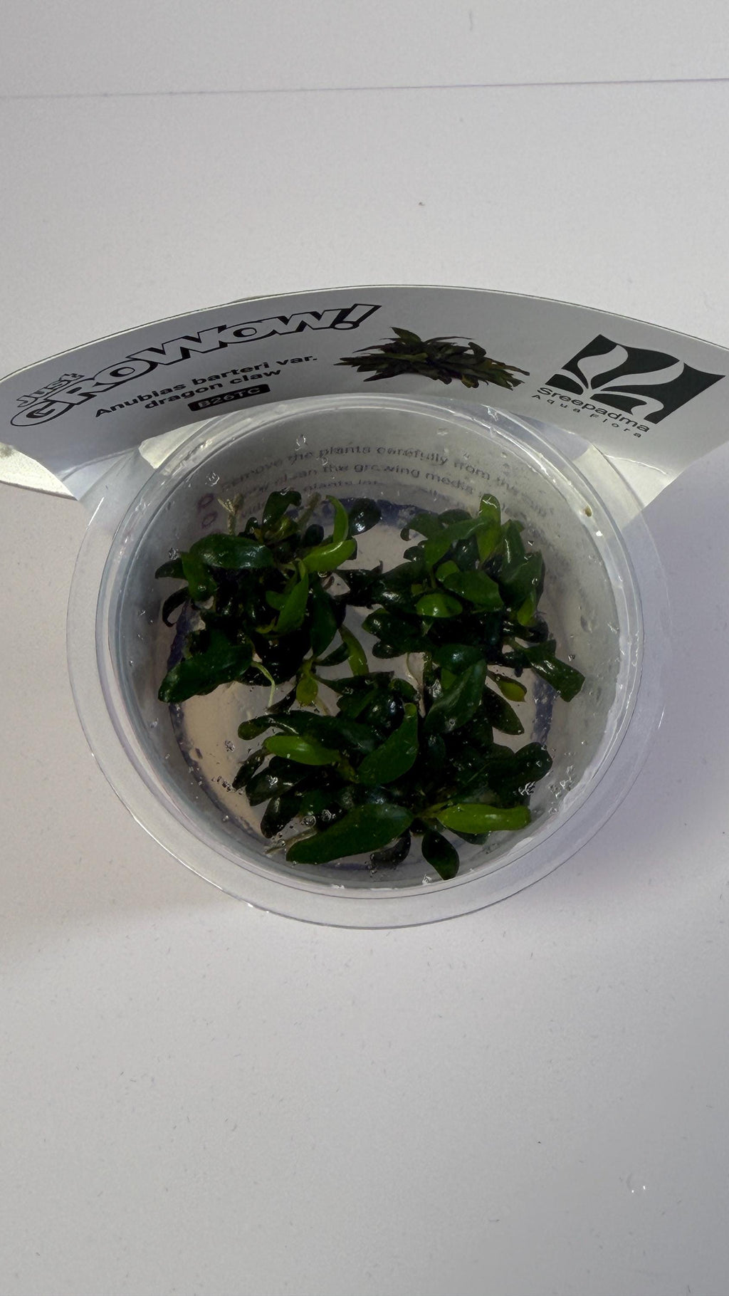 Anubias barteri var. Dragon Claw - Tissue Culture Aquarium Plant | Epiphyte | Live Aquascape Cup | MoarPlants