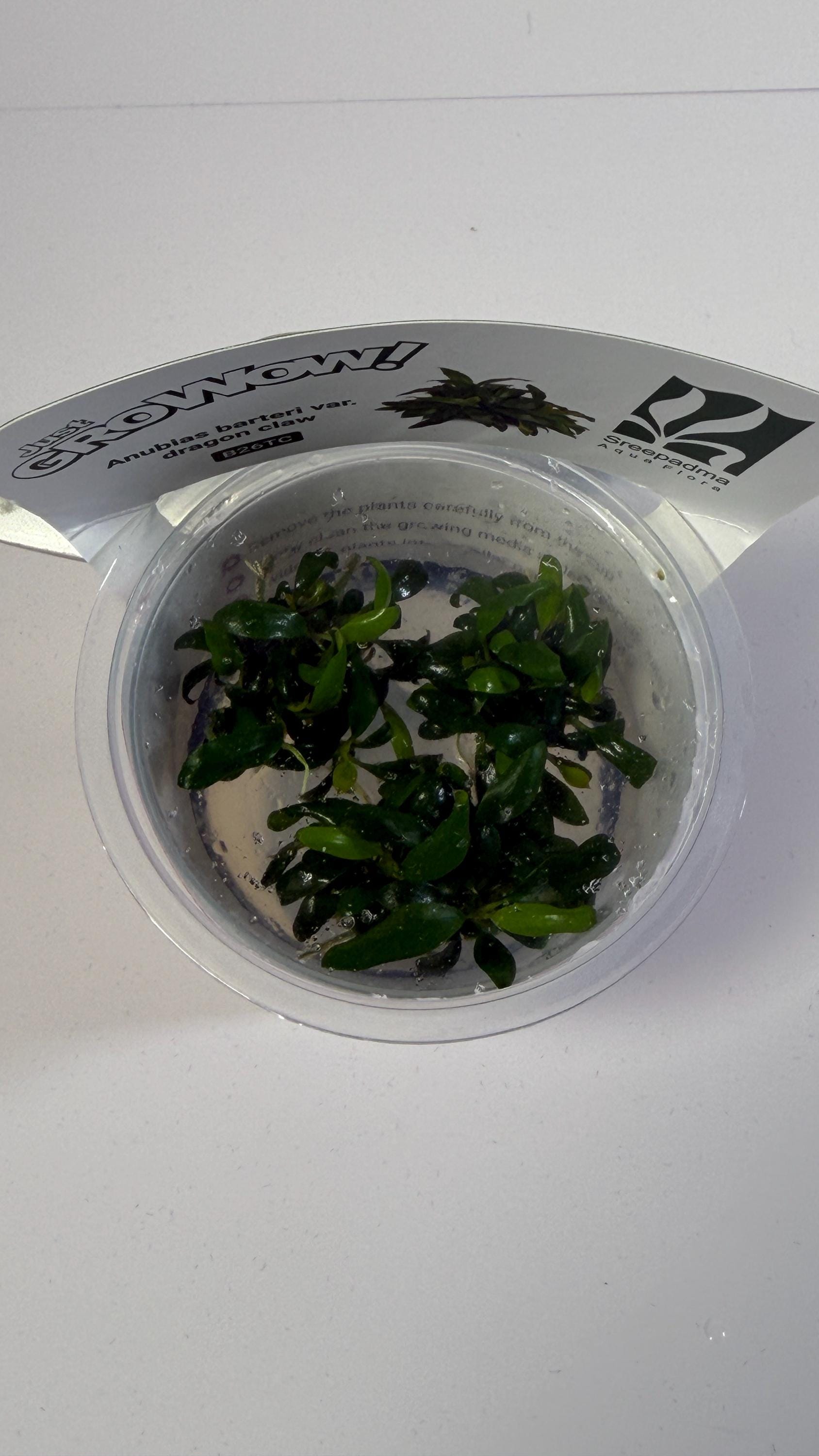 Anubias barteri var. Dragon Claw - Tissue Culture Aquarium Plant | Epiphyte | Live Aquascape Cup | MoarPlants