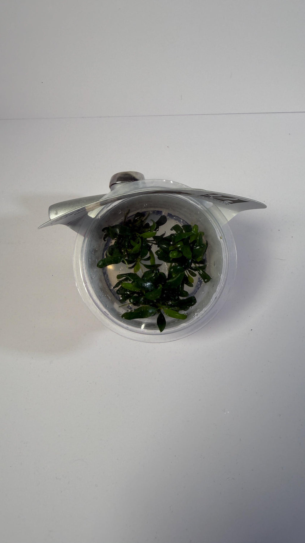 Anubias barteri var. Dragon Claw - Tissue Culture Aquarium Plant | Epiphyte | Live Aquascape Cup | MoarPlants