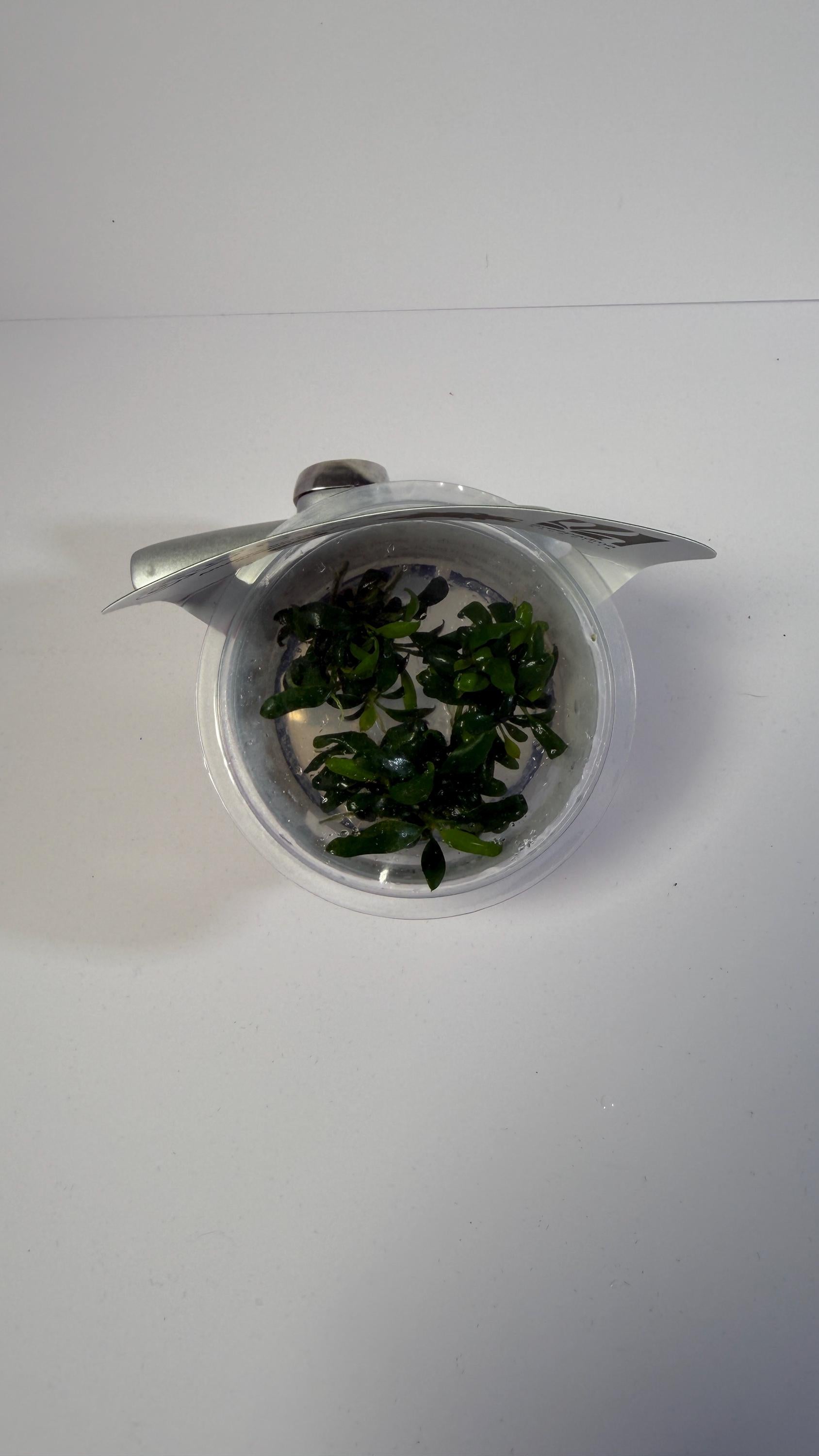 Anubias barteri var. Dragon Claw - Tissue Culture Aquarium Plant | Epiphyte | Live Aquascape Cup | MoarPlants