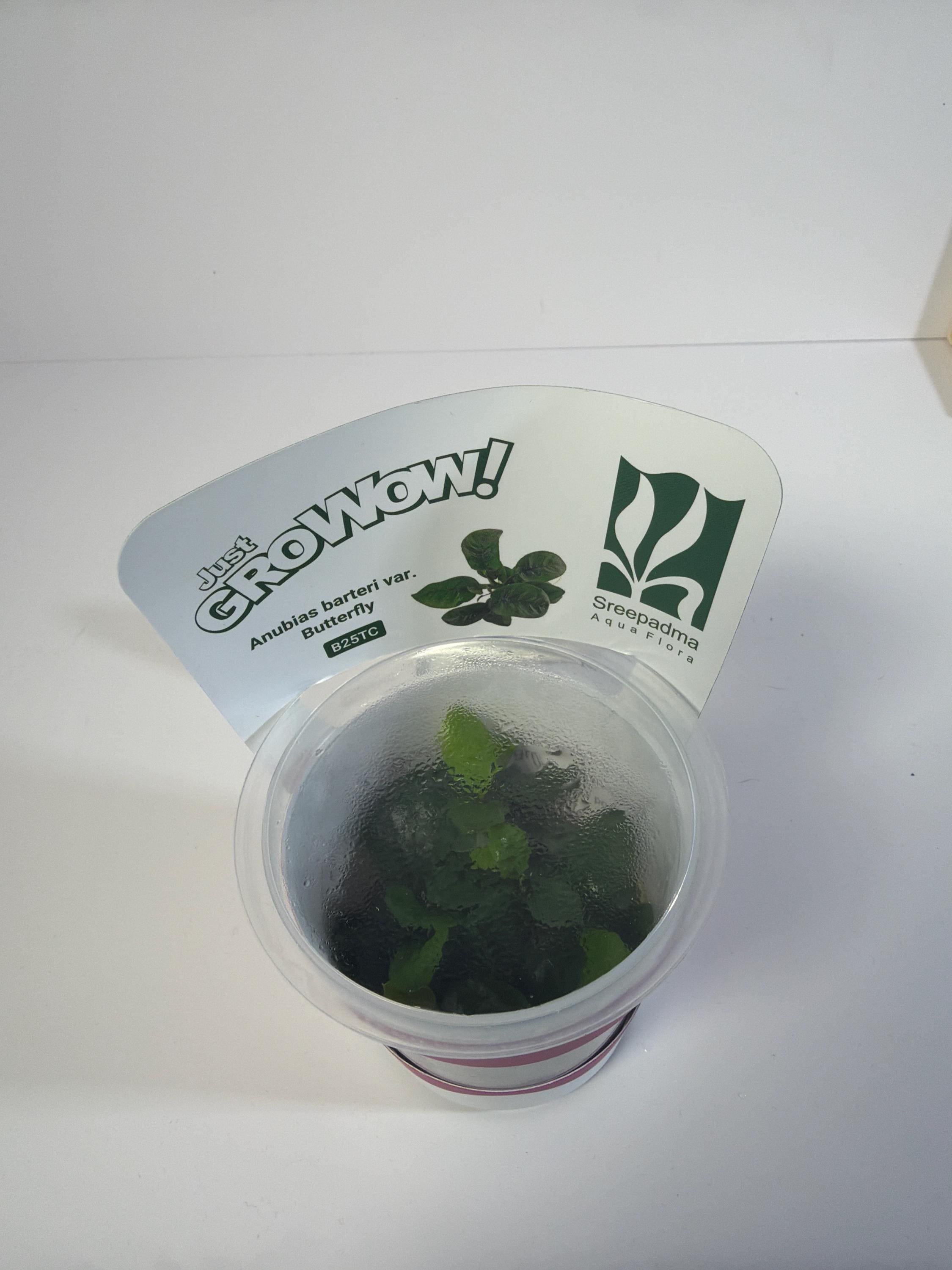 Anubias Butterfly Tissue Culture | Rare Aquarium Plant | Epiphyte for Driftwood Rock | Low Light Aquascape Plant Beginner Friendly