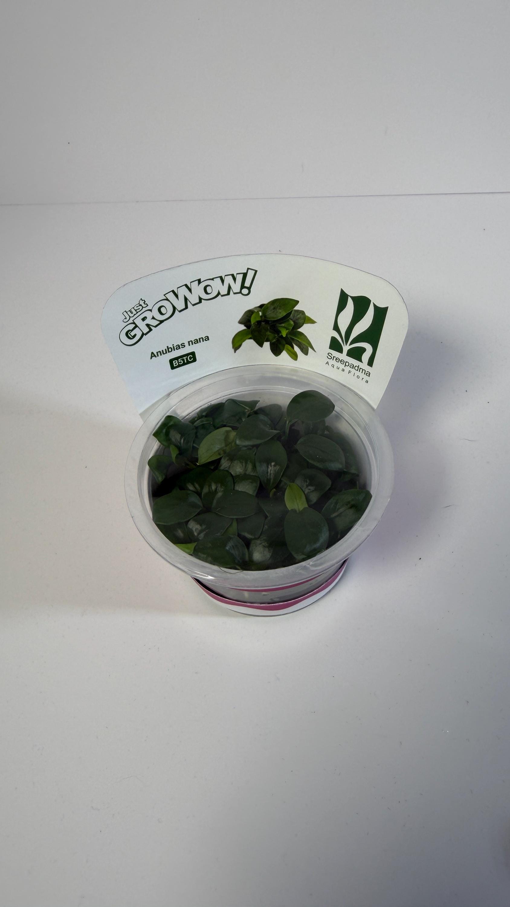 Anubias Nana Tissue Culture | Easy Low Light Aquarium Plant | Foreground Epiphyte for Driftwood Rock | Beginner Aquascape Plant