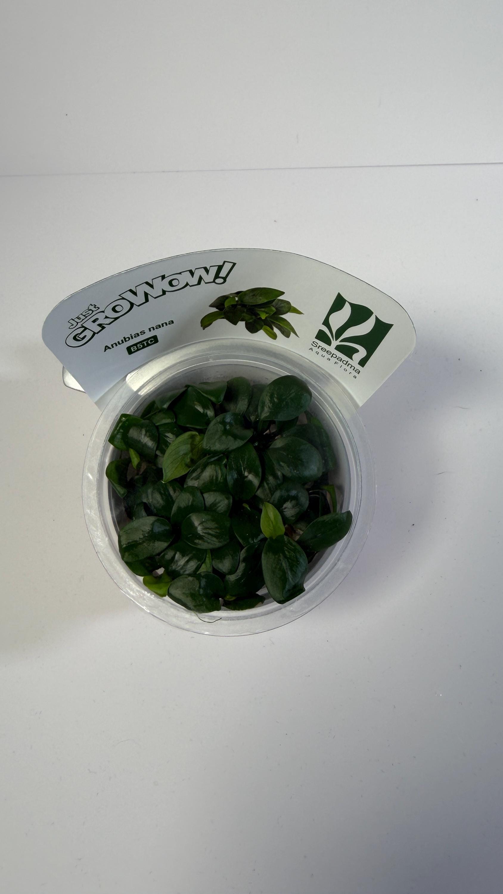 Anubias Nana Tissue Culture | Easy Low Light Aquarium Plant | Foreground Epiphyte for Driftwood Rock | Beginner Aquascape Plant