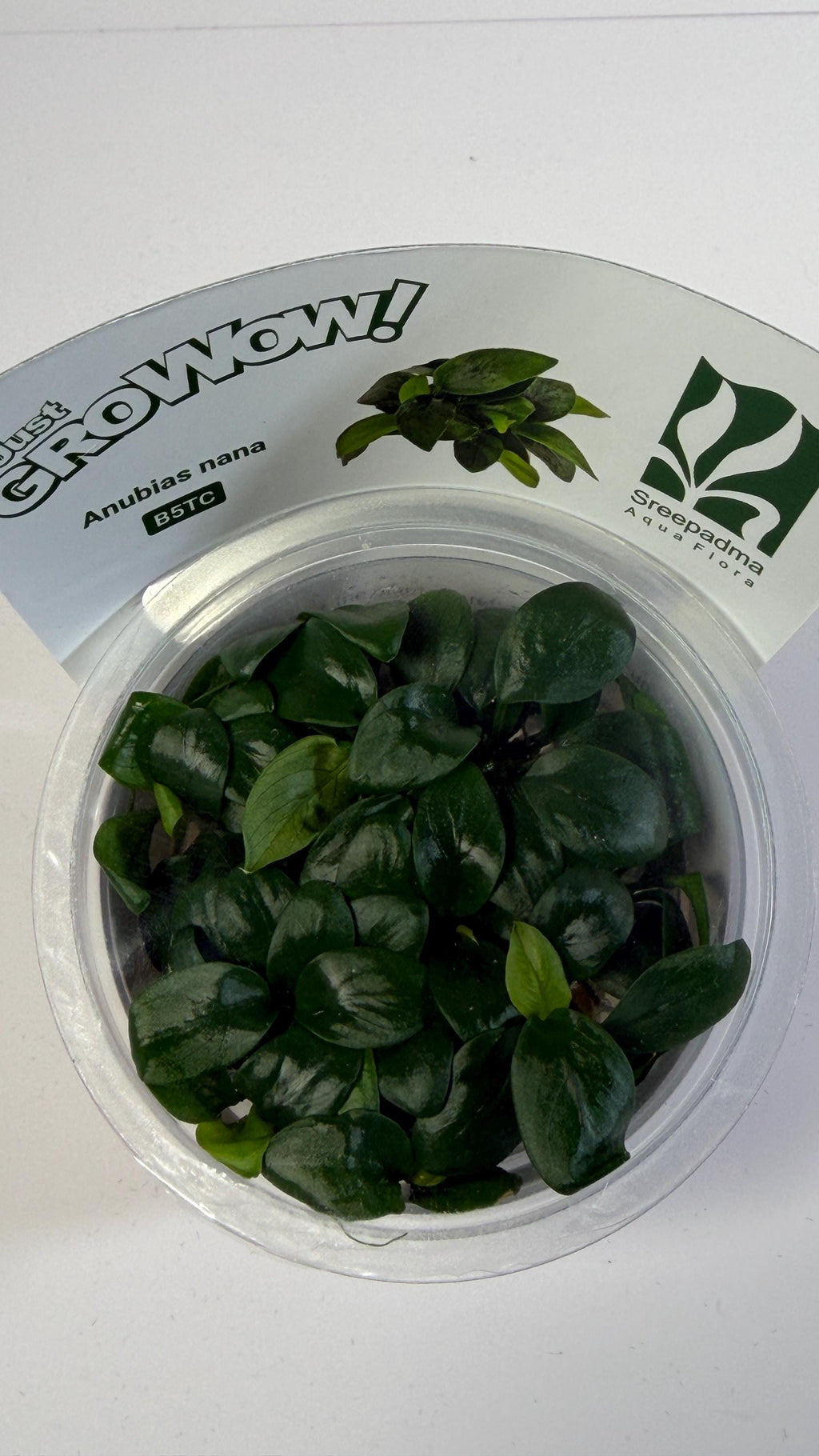 Anubias Nana Tissue Culture | Easy Low Light Aquarium Plant | Foreground Epiphyte for Driftwood Rock | Beginner Aquascape Plant