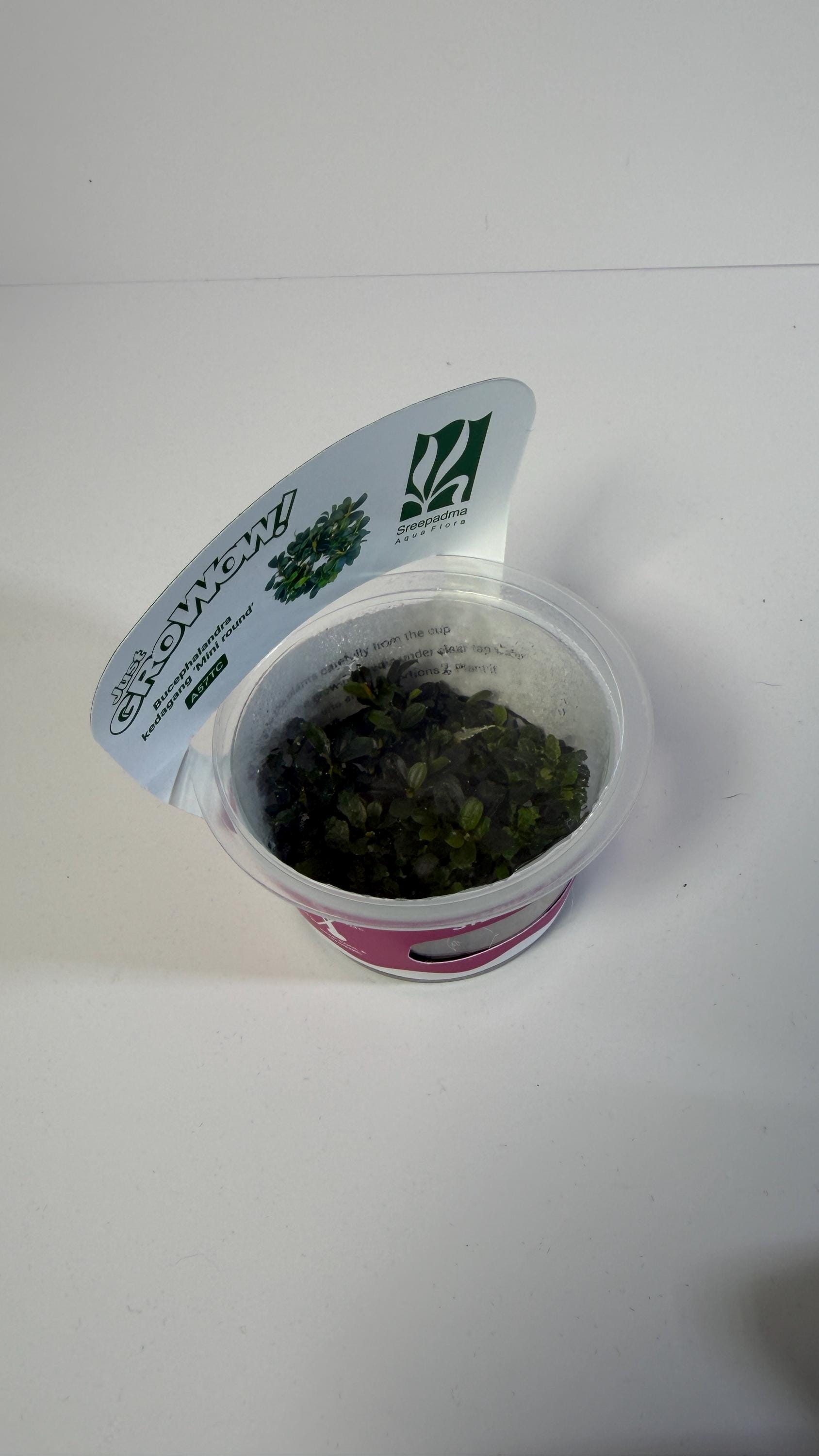 Bucephalandra Mini Round Tissue Culture | Rare Buce Aquarium Plant | Epiphyte for Driftwood Rock | Low Light Aquascape Plant