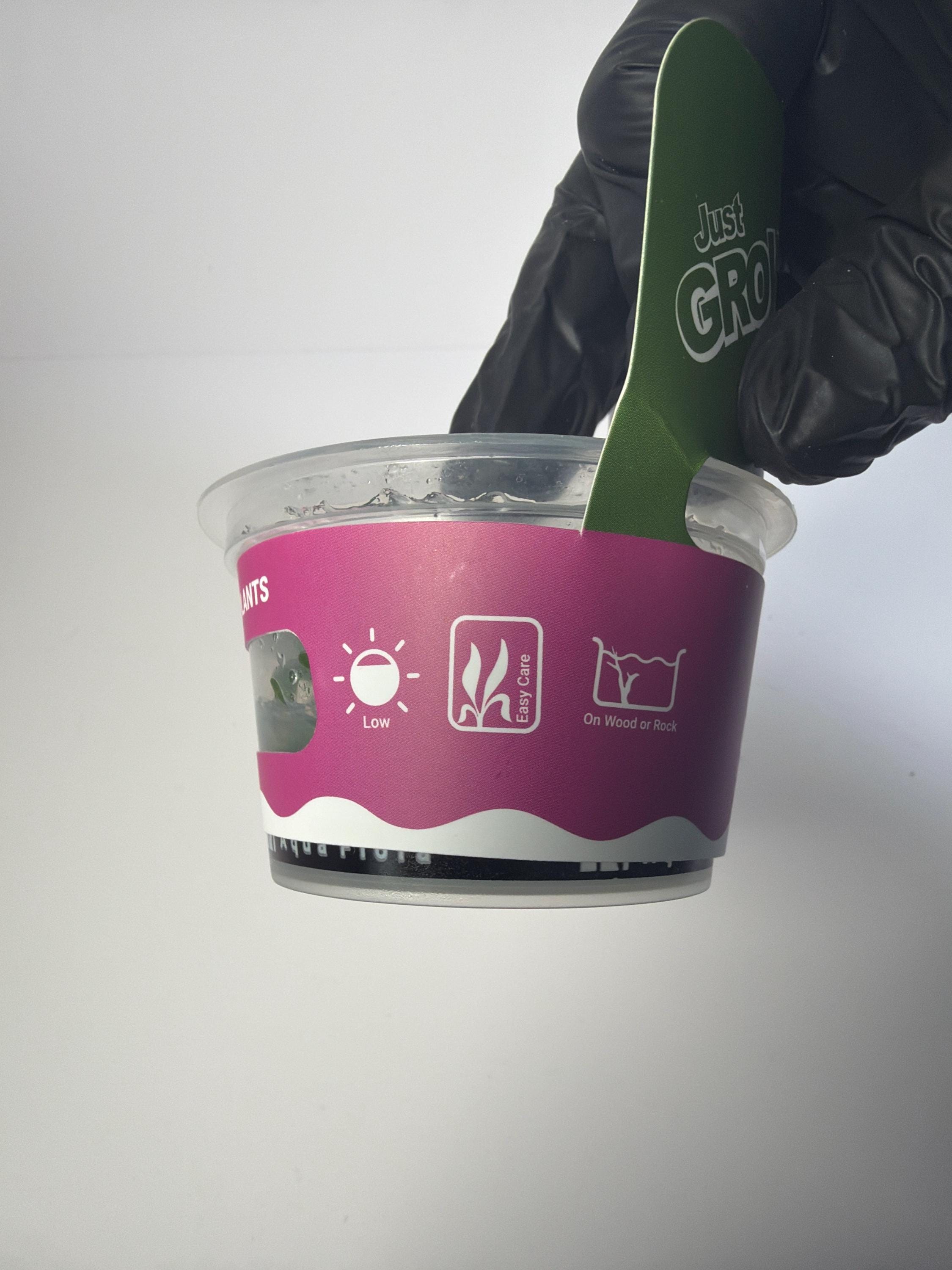 Anubias barteri var. Dragon Claw - Tissue Culture Aquarium Plant | Epiphyte | Live Aquascape Cup | MoarPlants