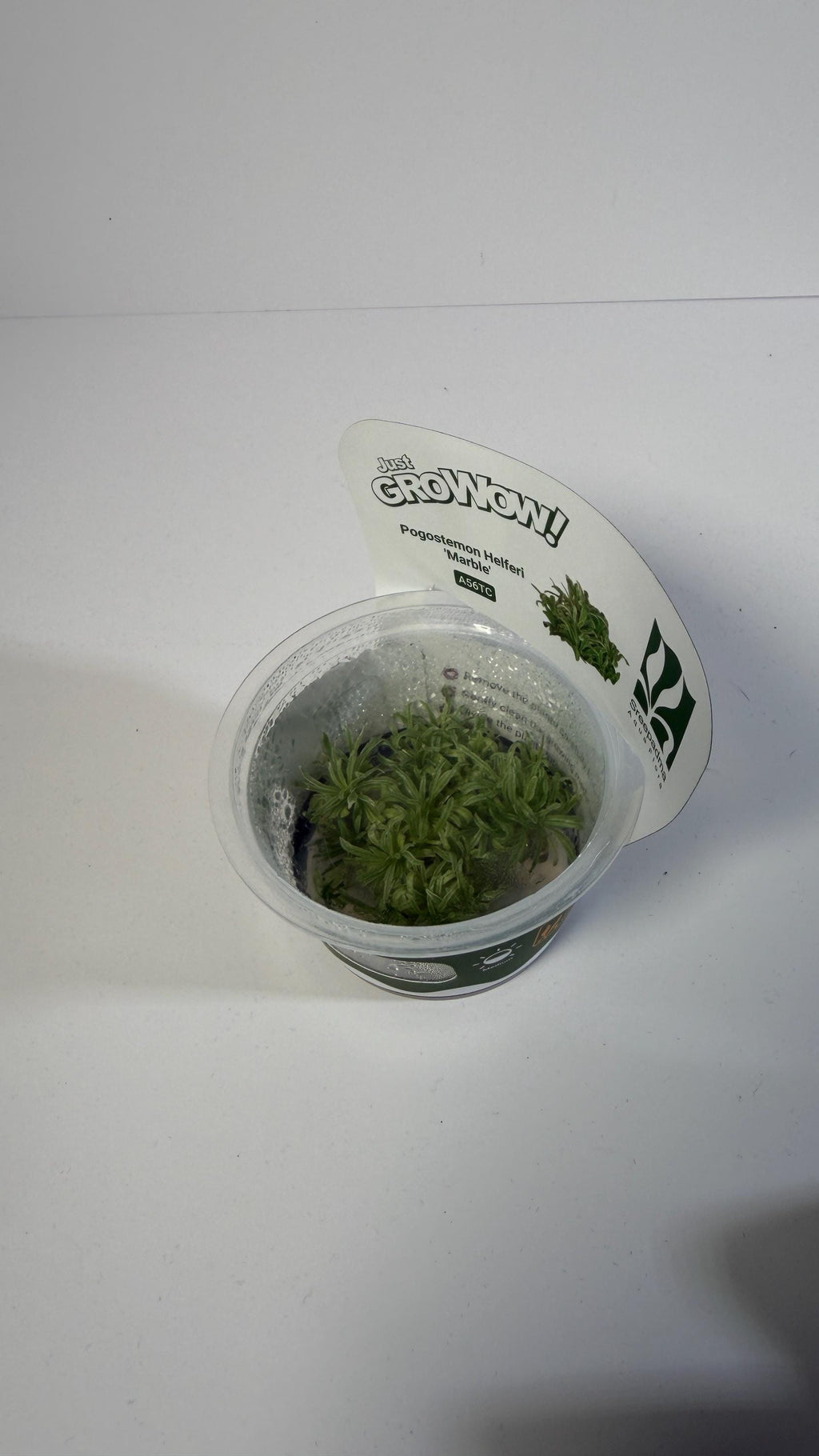 Pogostemon Helferi Marble Tissue Culture | Rare Wavy Foreground Aquarium Plant | Compact Carpet Aquascape Plant Unique Leaf Texture