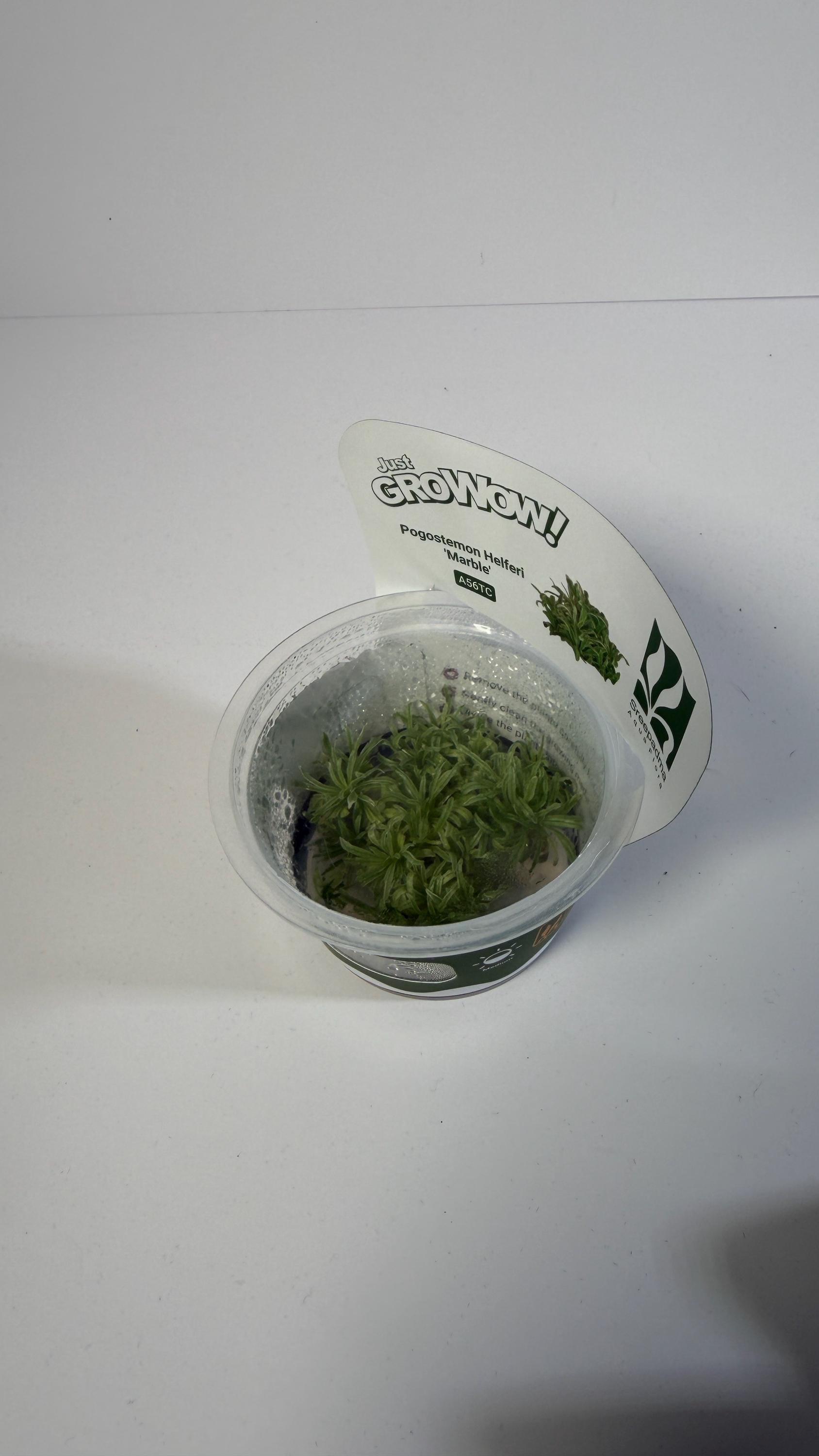 Pogostemon Helferi Marble Tissue Culture | Rare Wavy Foreground Aquarium Plant | Compact Carpet Aquascape Plant Unique Leaf Texture