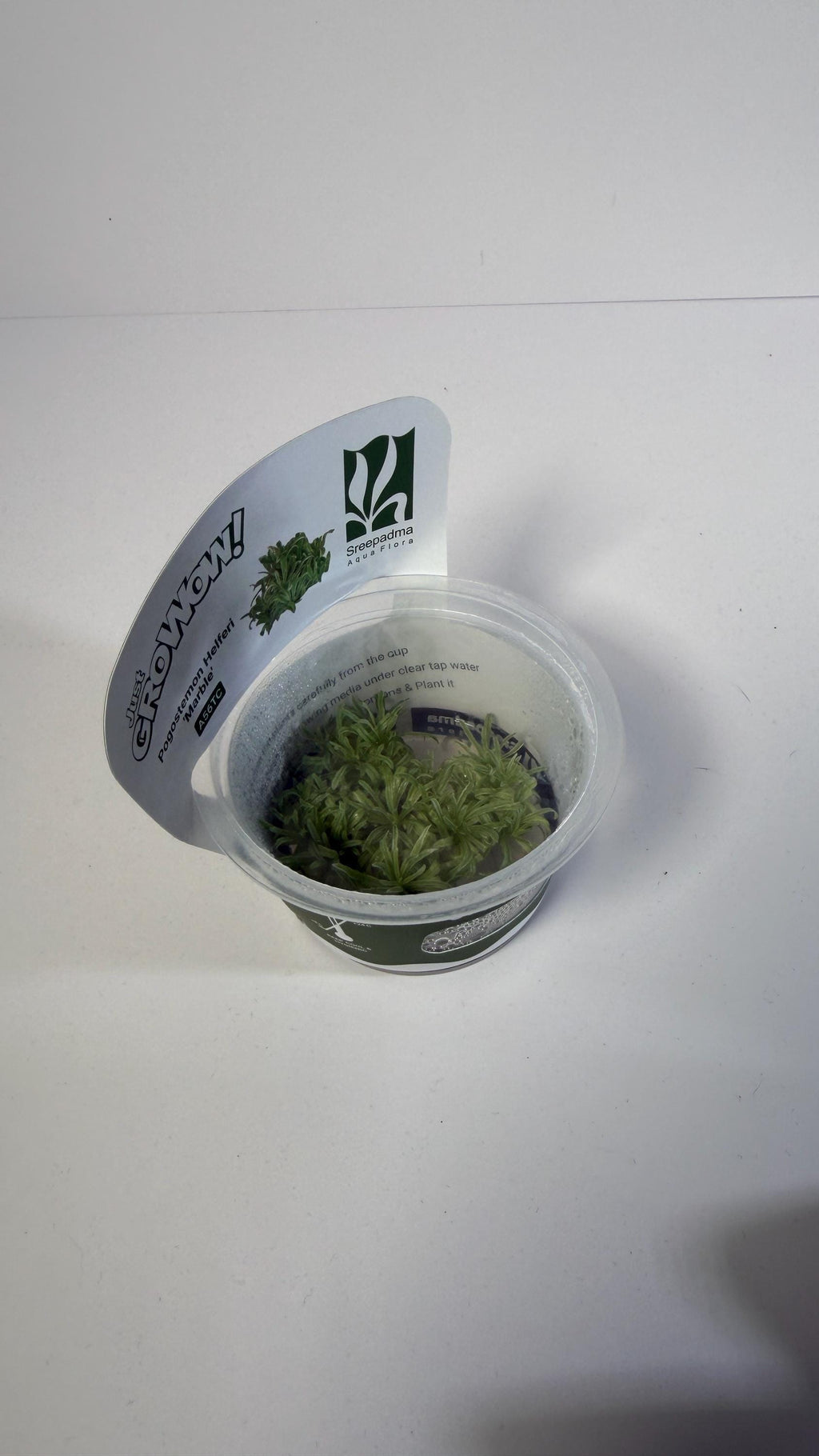 Pogostemon Helferi Marble Tissue Culture | Rare Wavy Foreground Aquarium Plant | Compact Carpet Aquascape Plant Unique Leaf Texture
