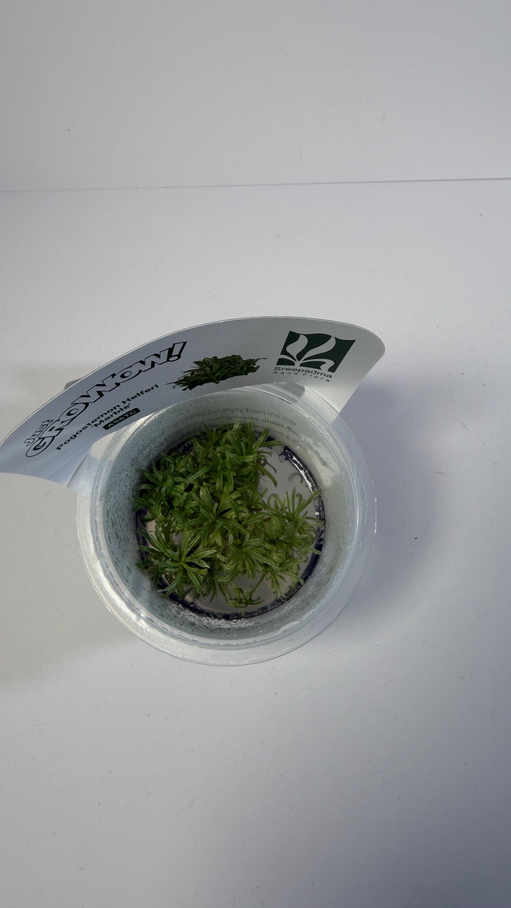 Pogostemon Helferi Marble Tissue Culture | Rare Wavy Foreground Aquarium Plant | Compact Carpet Aquascape Plant Unique Leaf Texture