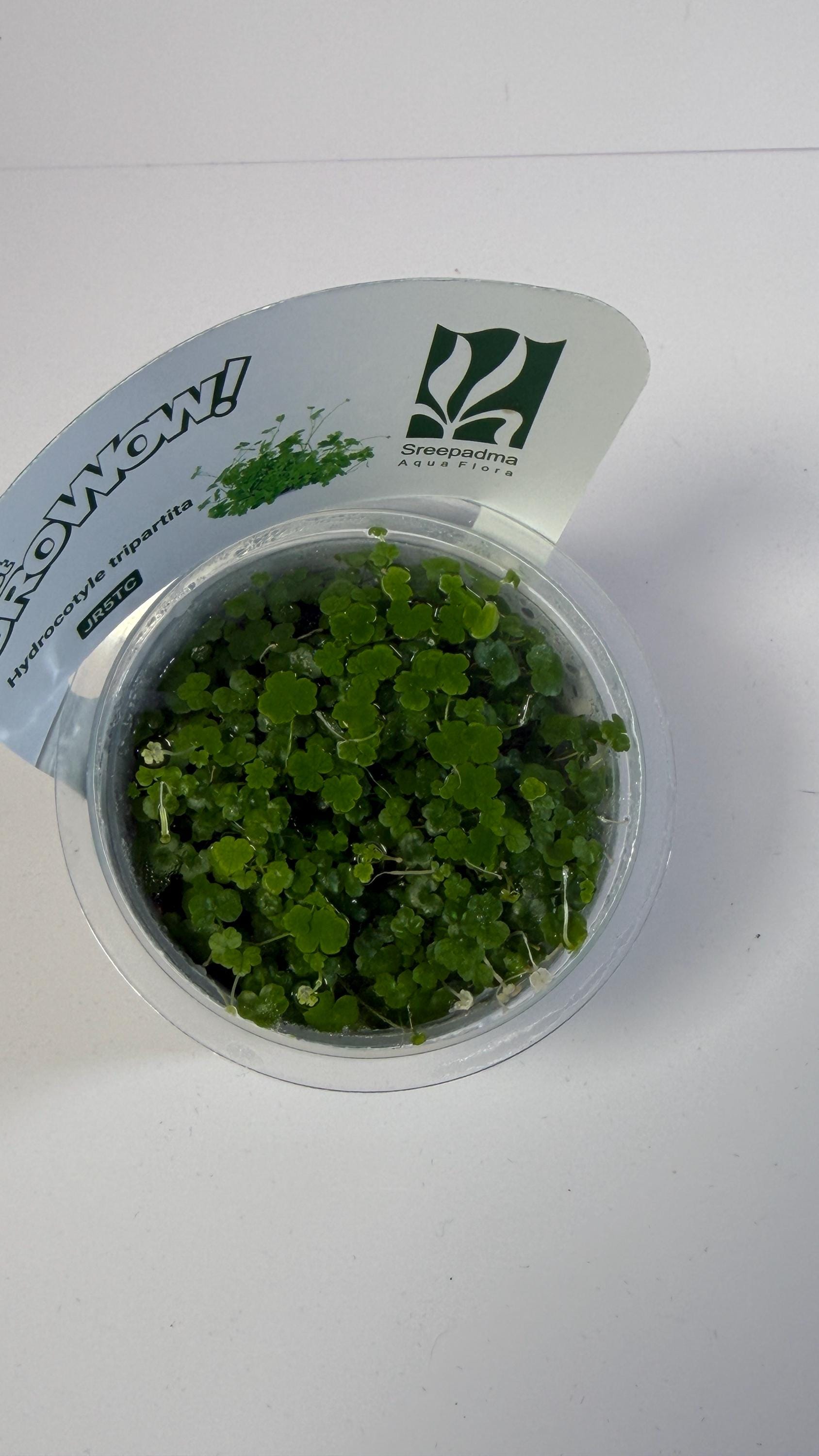 Hydrocotyle Tripartita Tissue Culture | Fast Growing Carpet Aquarium Plant | Foreground Creeping Plant Low Light Aquascape Plant