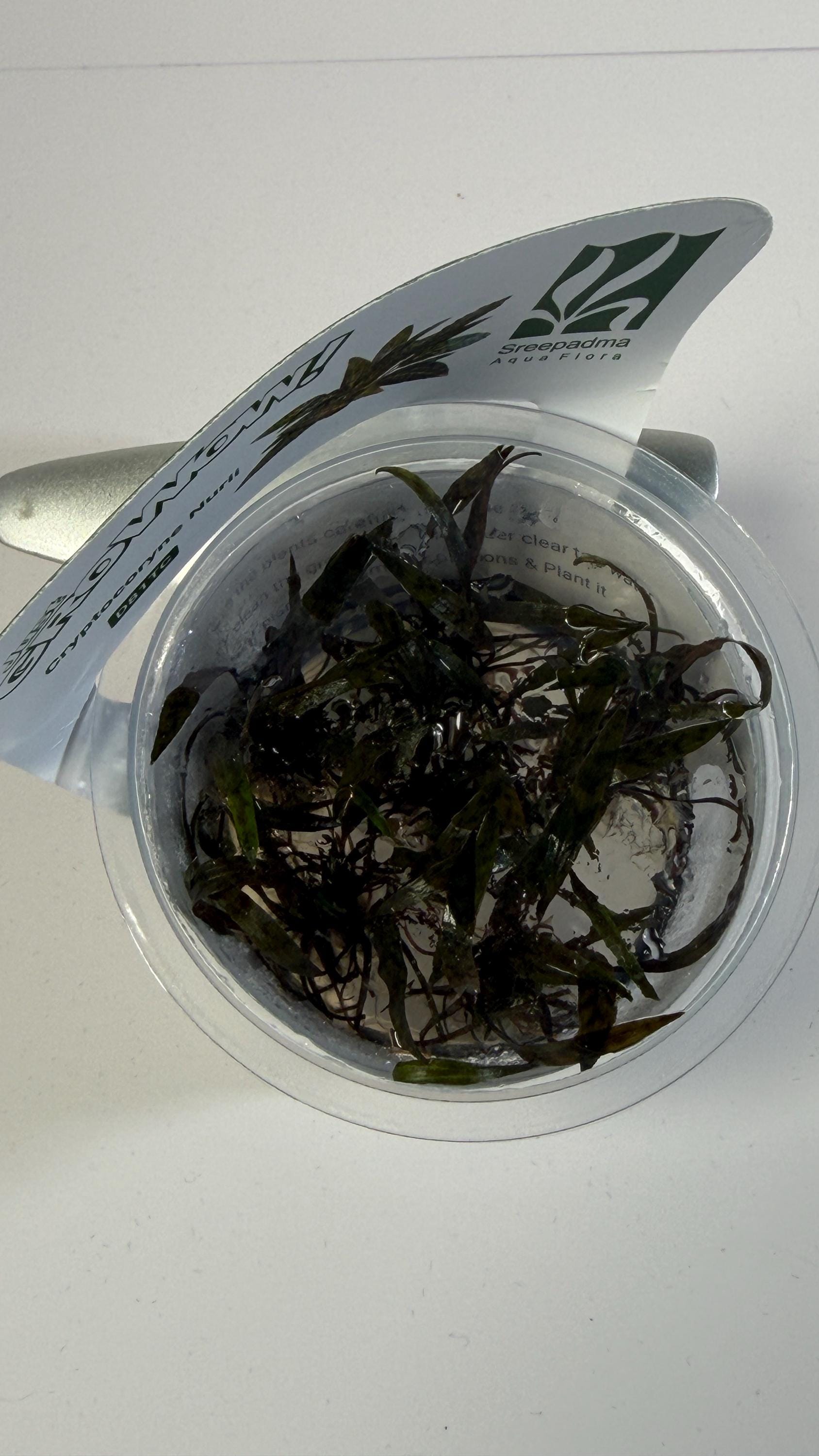 Cryptocoryne Nurii Tissue Culture | Rare Pattern Crypt Aquarium Plant | Low Light Foreground Midground Plant | Easy Aquascape Plant