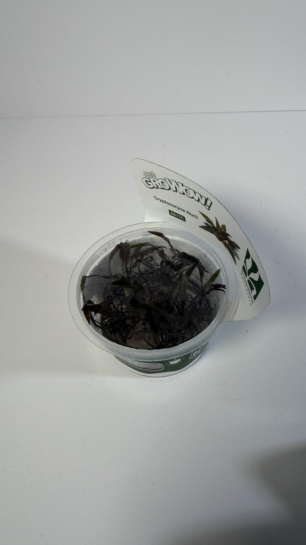 Cryptocoryne Nurii Tissue Culture | Rare Pattern Crypt Aquarium Plant | Low Light Foreground Midground Plant | Easy Aquascape Plant