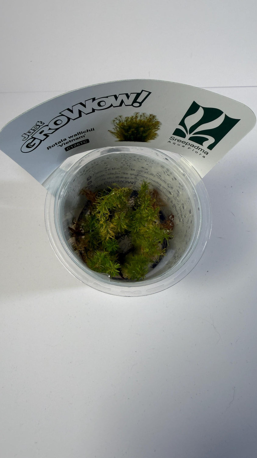 Rotala Wallichii Vietnam Tissue Culture | Fine Leaf Red Stem Aquarium Plant | Background High Light Aquascape Plant CO2 Recommended