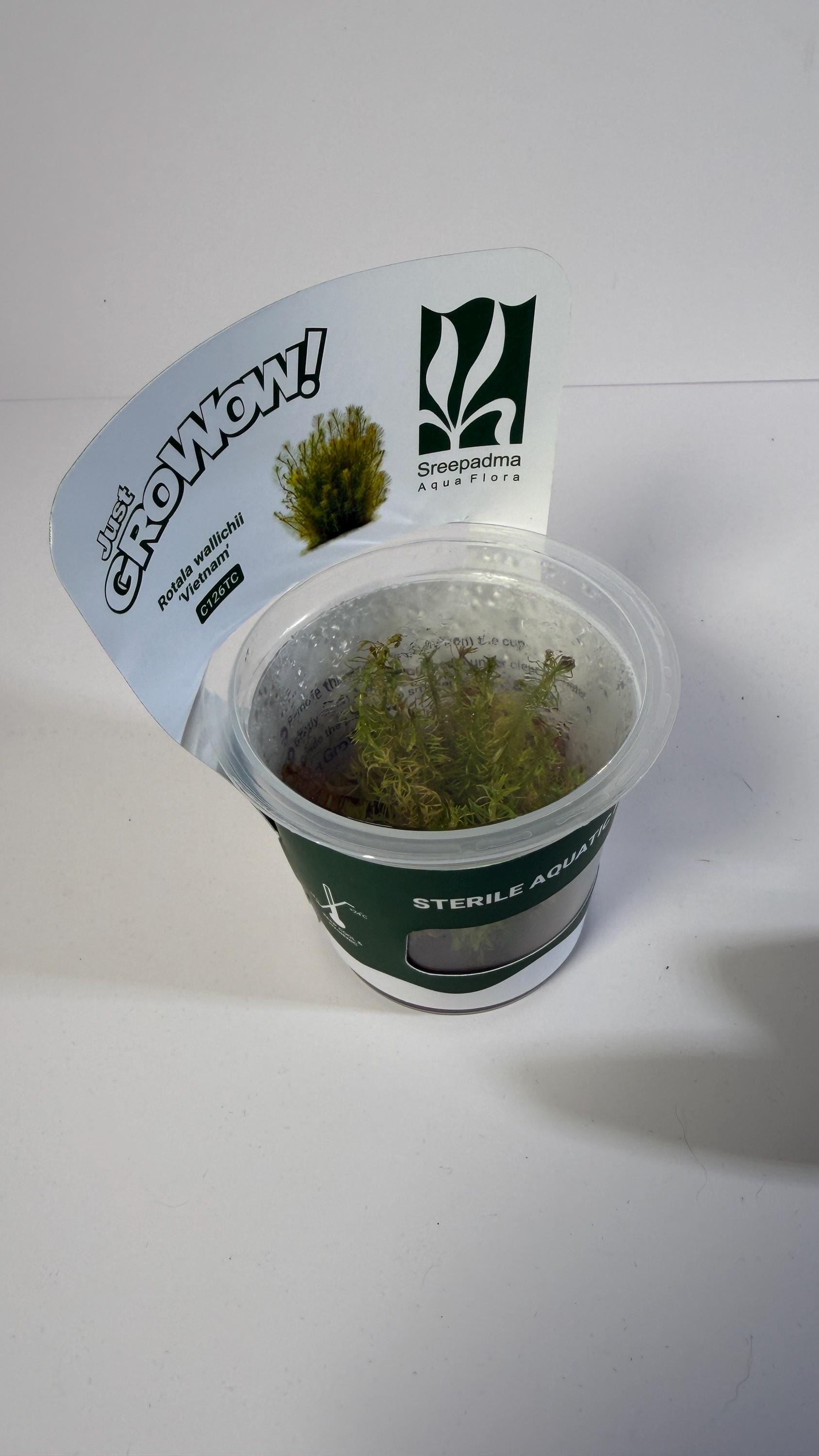 Rotala Wallichii Vietnam Tissue Culture | Fine Leaf Red Stem Aquarium Plant | Background High Light Aquascape Plant CO2 Recommended
