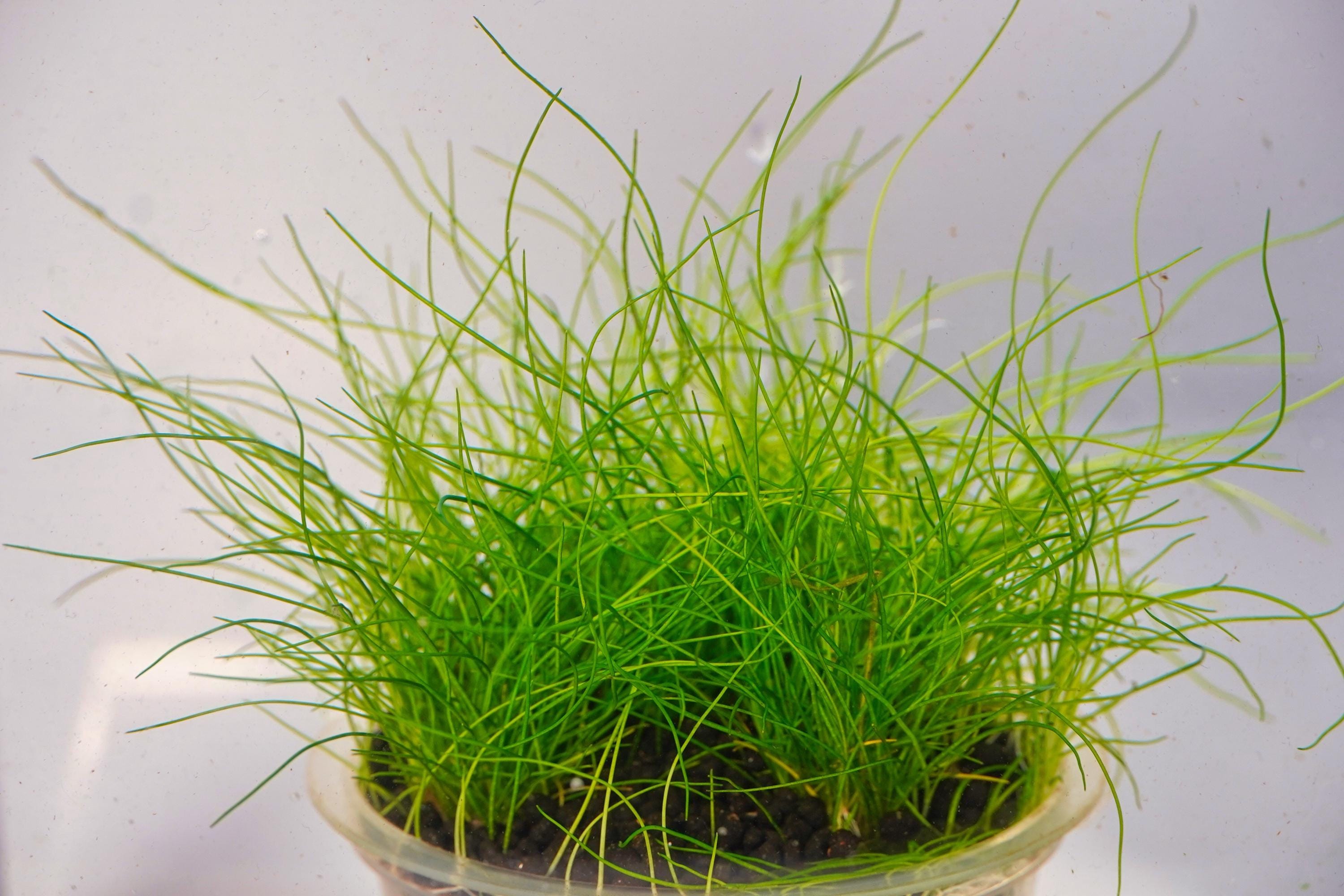 grown underwater with CO2 medium lighting