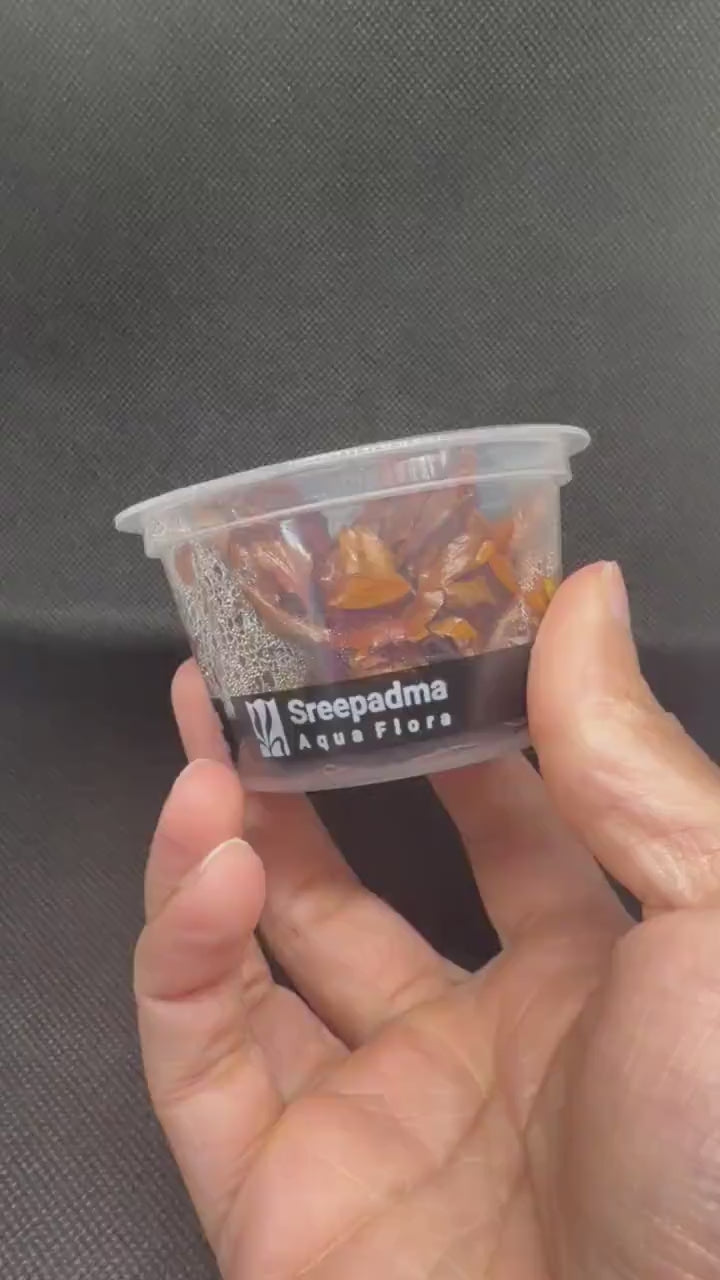 Cryptocoryne wendtii 'Sreepadma sindoor' – Tissue Culture Aquarium Plant | Midground| Rare | Live Aquascape Cup | MoarPlants