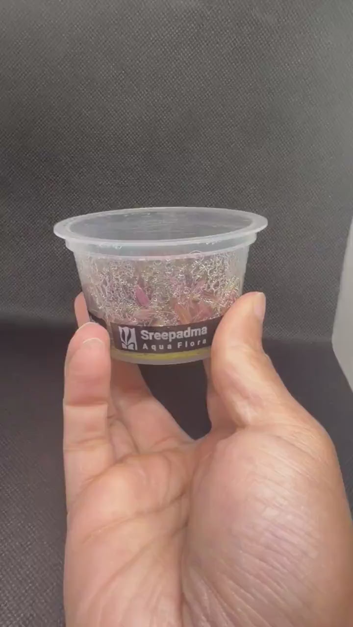 Hygrophila Chai Aquarium Plant – Midground Live Aquascape Cup