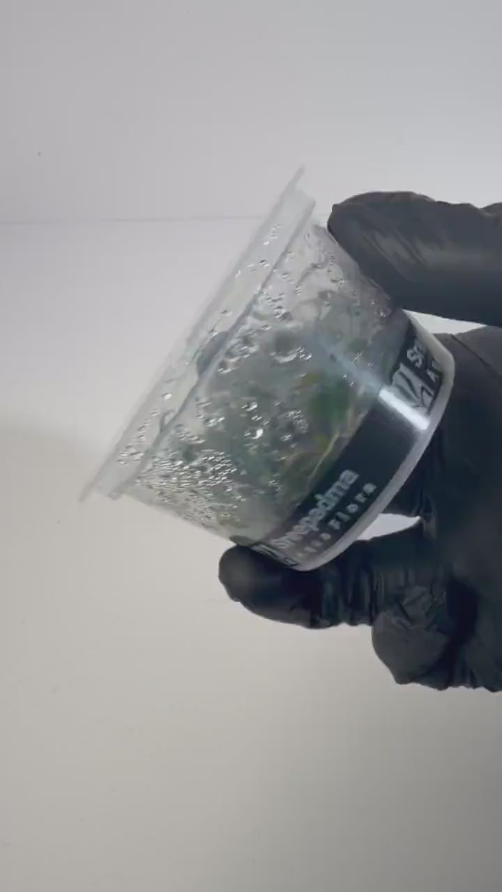 Hygrophila Pinnatifida UK Tissue Culture | Easy Aquarium Plant | Midground Background Stem or Epiphyte | Live Plant