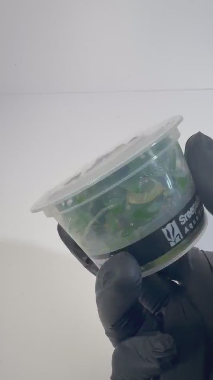 Anubias Nana Tissue Culture | Easy Low Light Aquarium Plant | Foreground Epiphyte for Driftwood Rock | Beginner Aquascape Plant